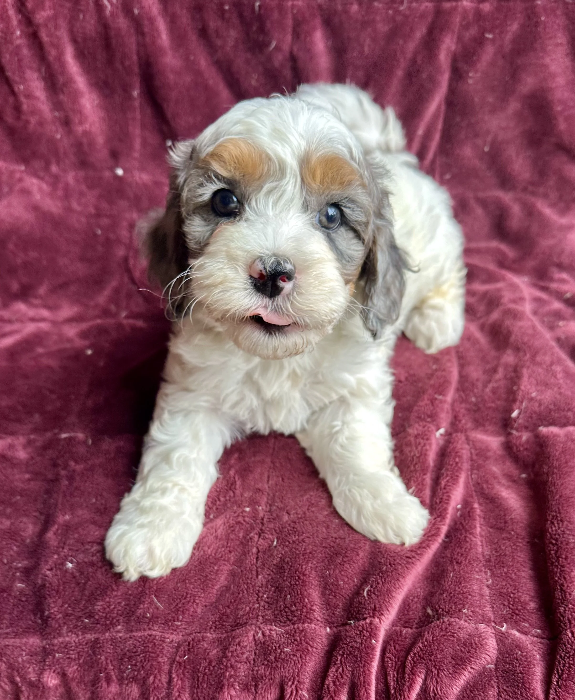 Adorable puppy with curly white and brown fur sitting on a red velvet blanket.