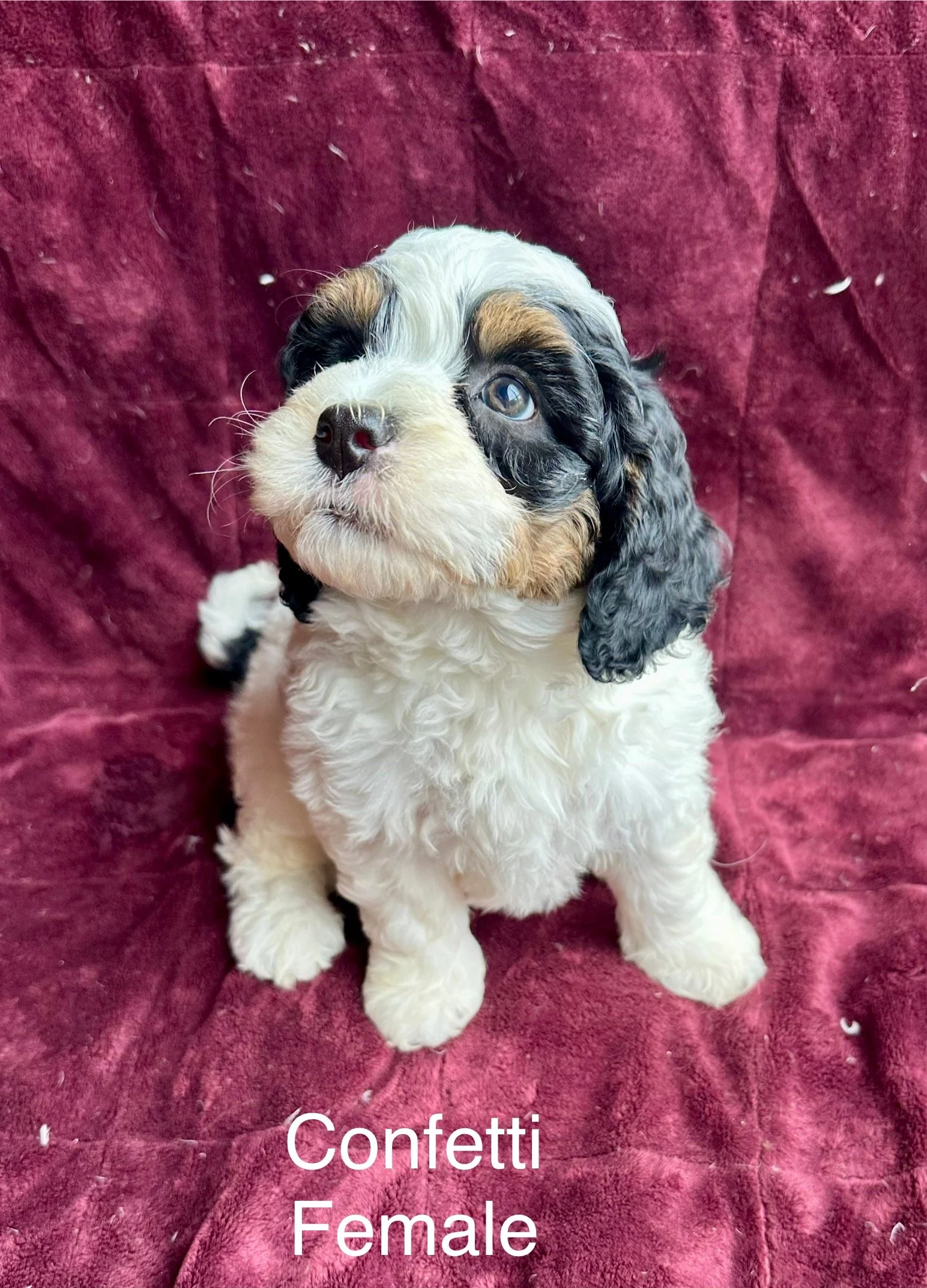 Cute female puppy with curly fur, displaying a tricolor coat of white, black, and tan, sitting on a burgundy blanket. The puppy has a white face with a black patch around one eye, a black nose, and dark eyes, with floppy ears.