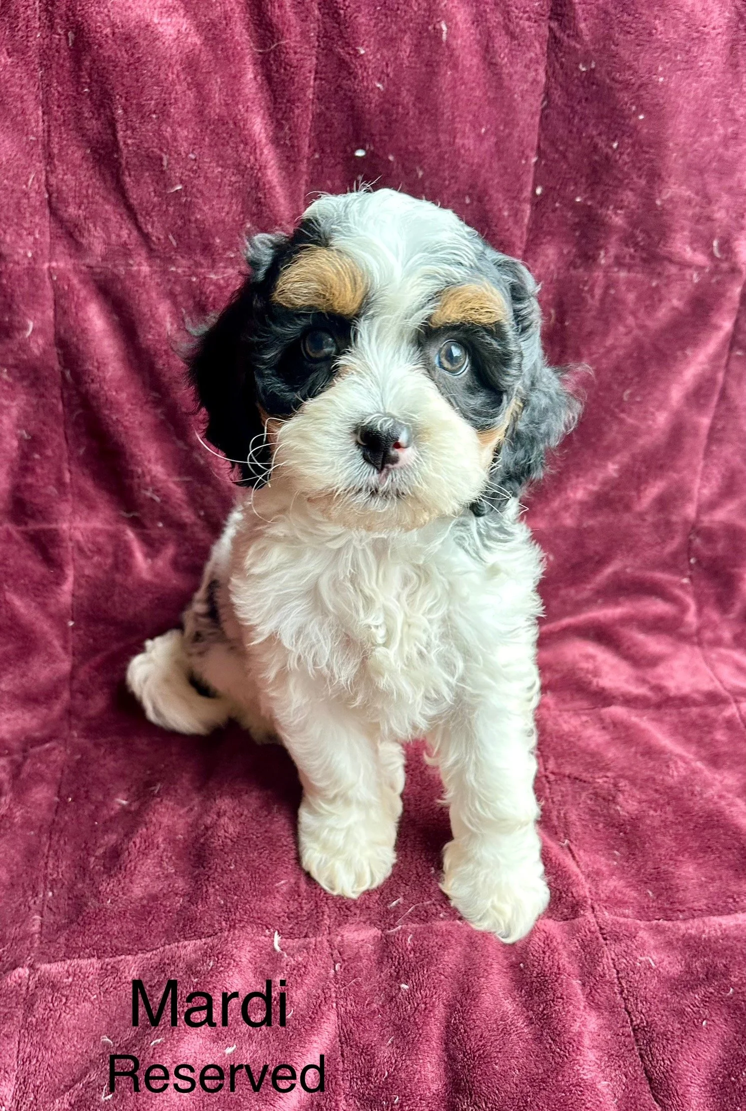 A cute puppy with a black, white, and tan fur sitting on a red velvet background, with the words 'Mardi Reserved' at the bottom.