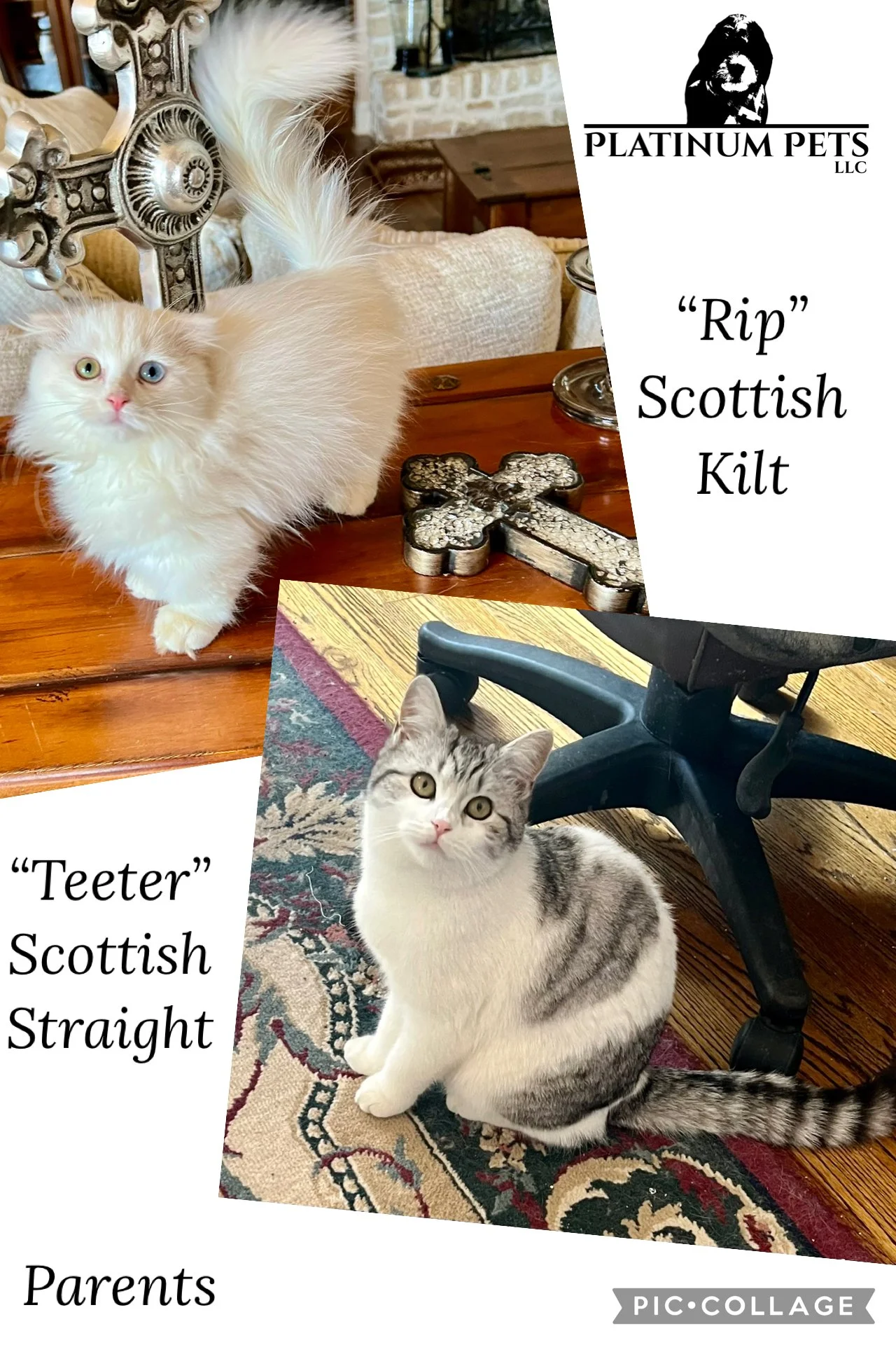 Two cats, one fluffy cream-colored with one blue eye and one green eye, standing on a wooden table, and one gray and white striped sitting on a patterned rug under a chair. The image includes text about Scottish cat breeds, with a logo for Platinum P