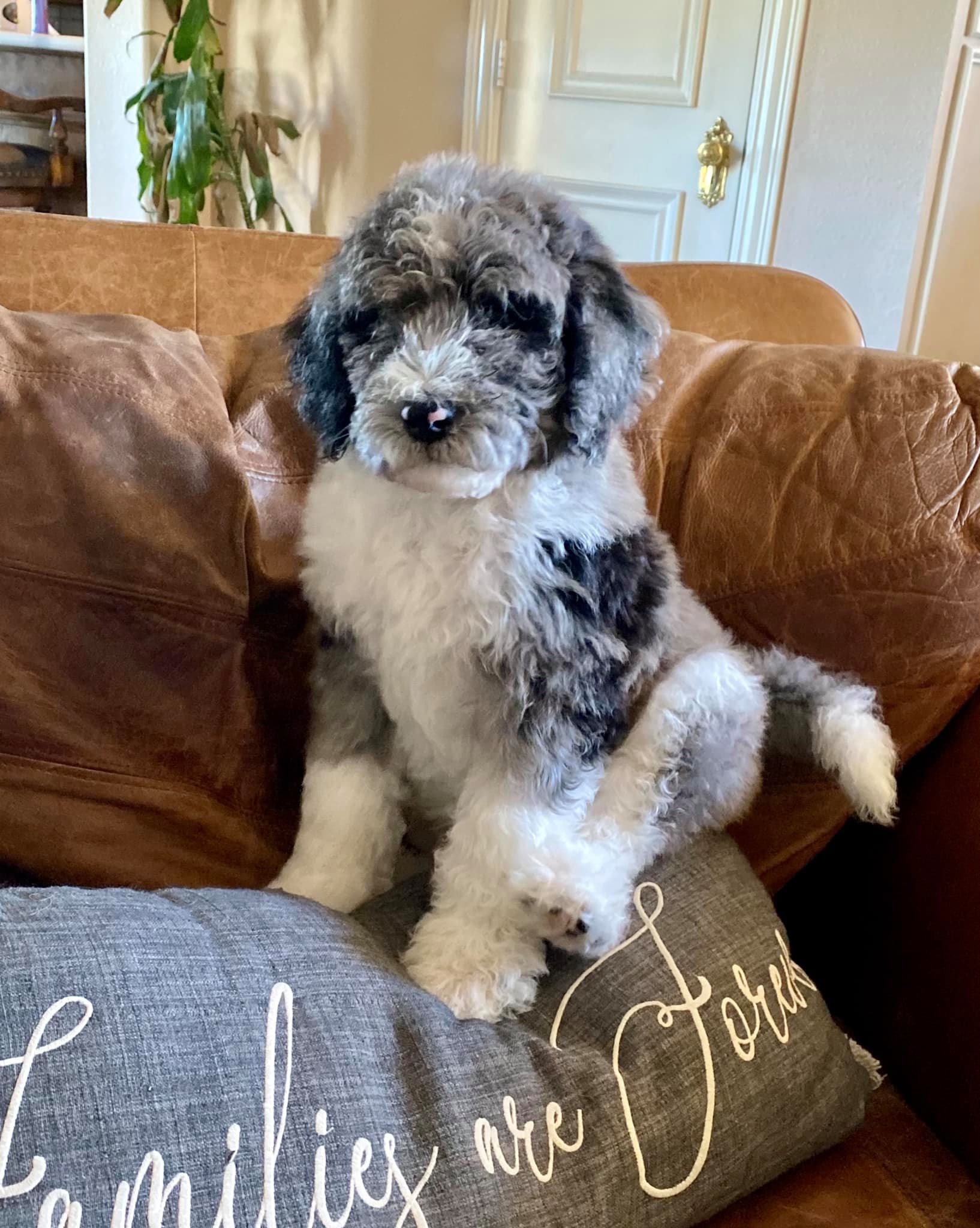 A fluffy black, white, and gray poodle puppy sitting on a gray cushion with white script. The puppy is between two brown leather pillows on a brown sofa, in a living room with a white door and a tall plant in the background.