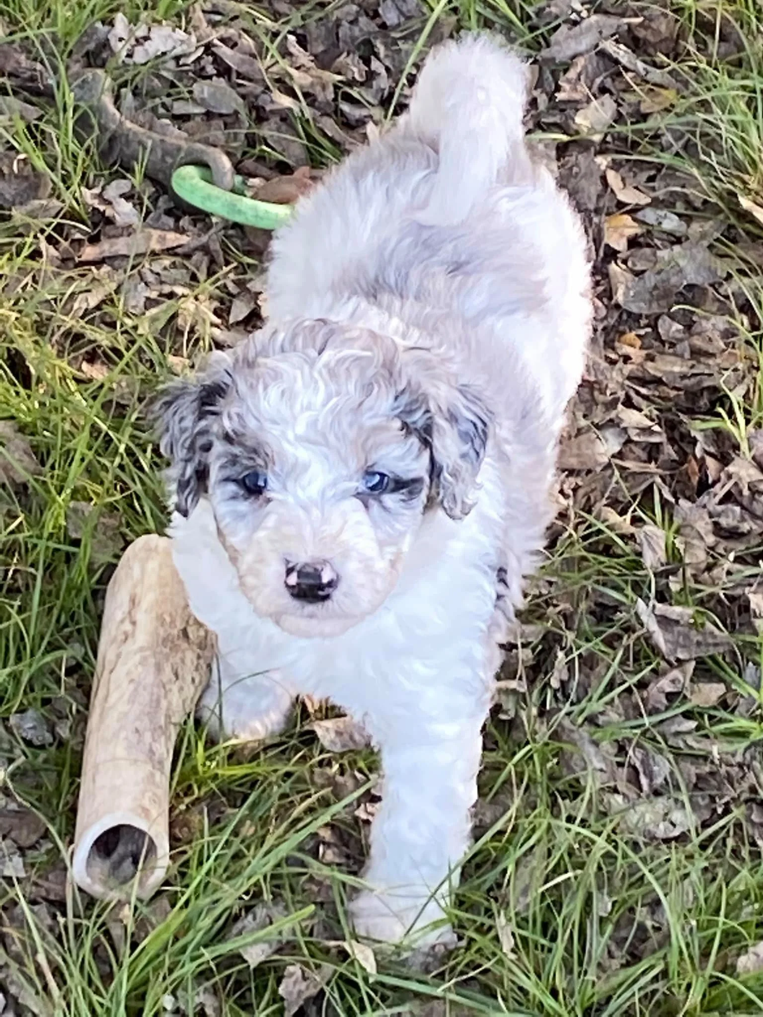 A fluffy, light-colored puppy standing outdoors on a grassy and leaf-covered ground next to a stick and a green leash.