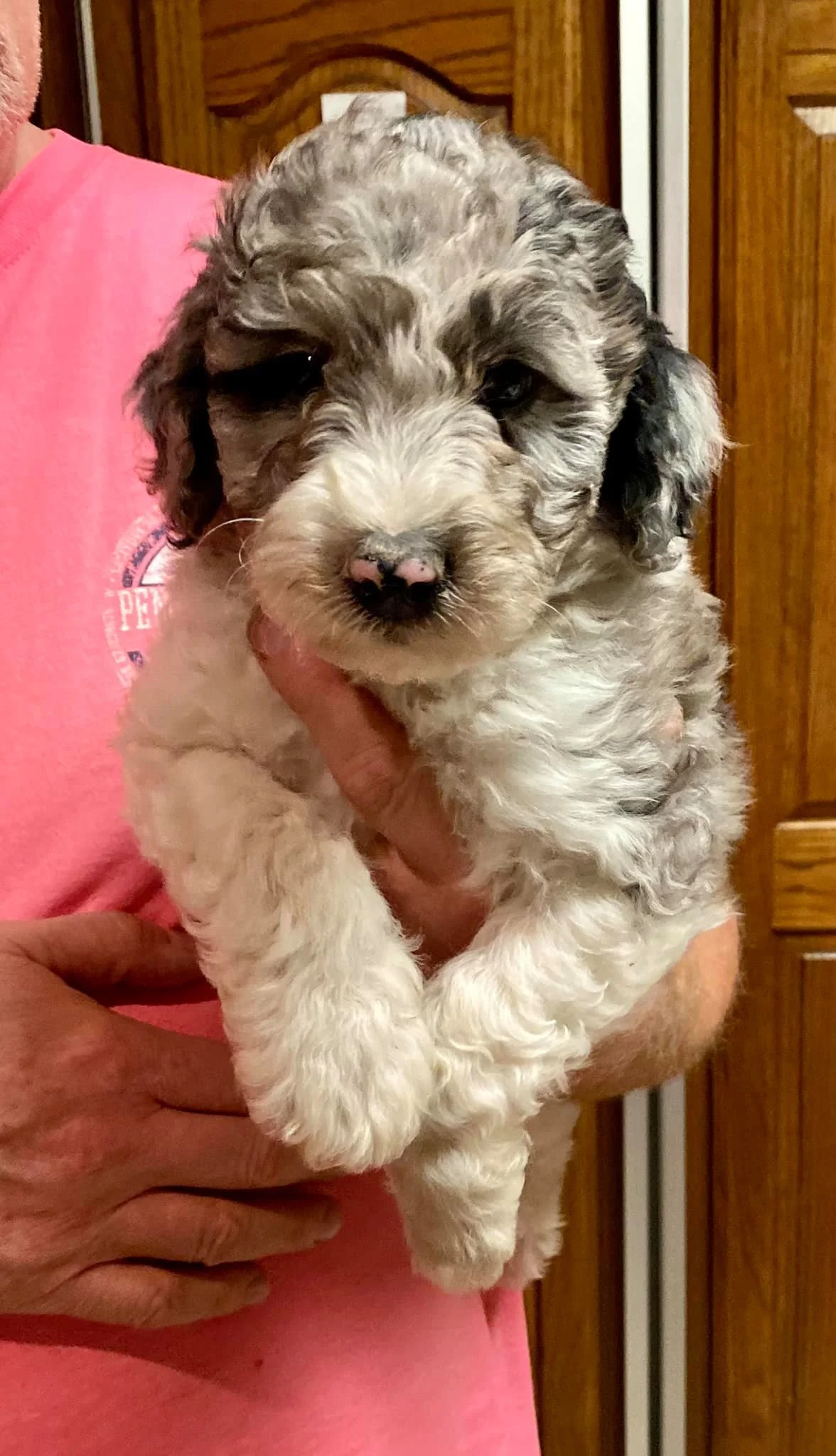 A fluffy, gray and white puppy with black ears being held in someone's arms indoors.