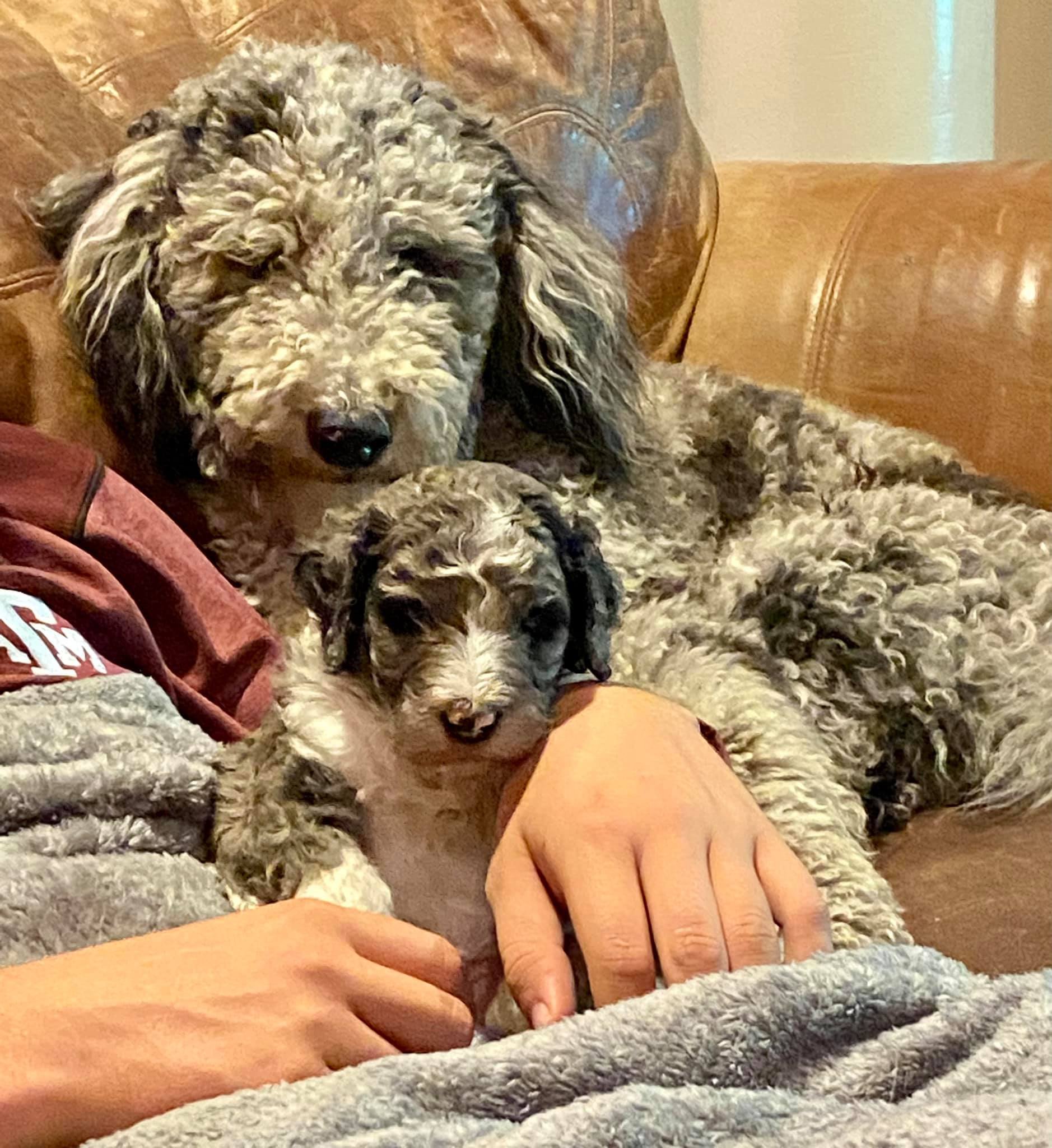 Two curly-coated dogs, one larger and one smaller, cuddle on a brown leather couch with a person's arms around them.