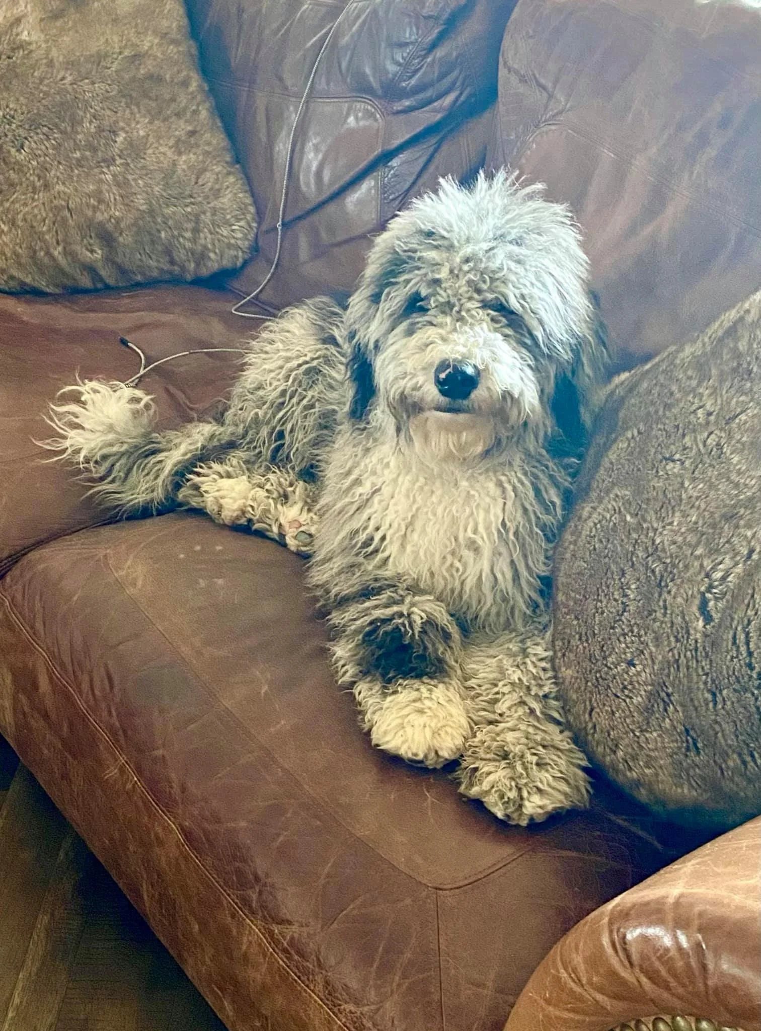 A fluffy gray and black dog with curly fur lying on a brown leather couch surrounded by gray and brown throw pillows.