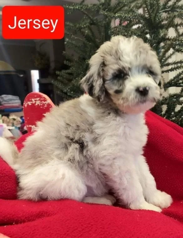 A fluffy, young puppy with a merle coat pattern sitting on a red blanket in front of a Christmas tree.