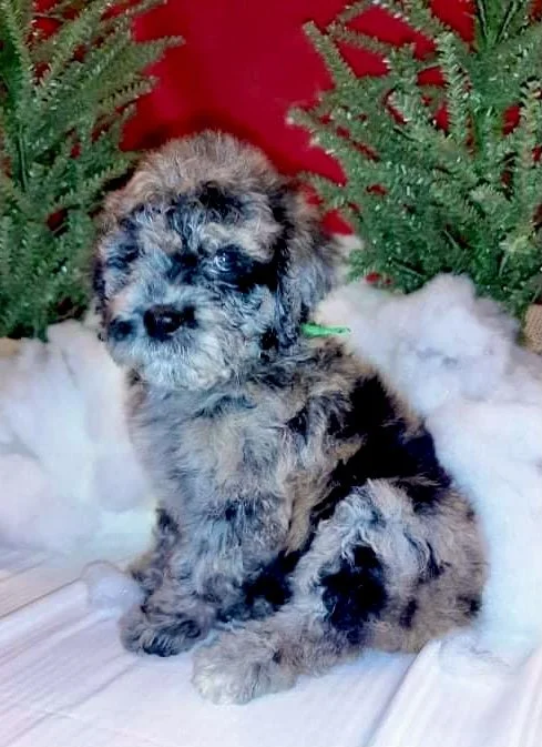 Cute puppy with a fluffy coat sitting in front of Christmas greenery and white snow-like decoration.