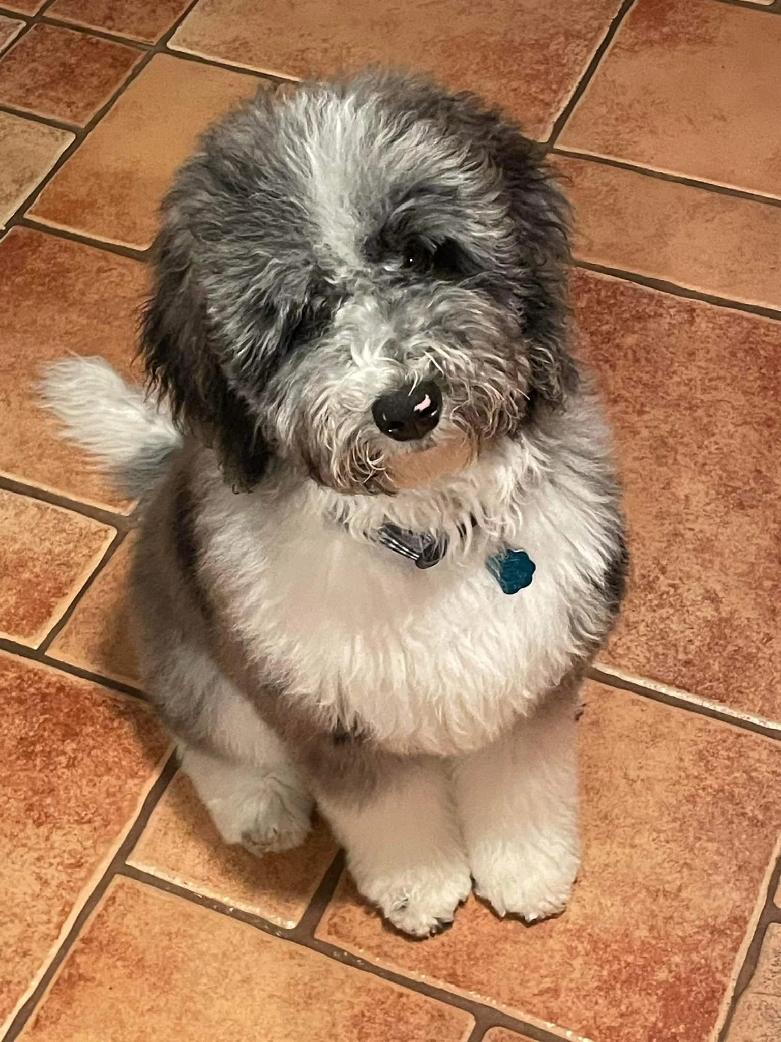Cute fluffy black, white, and gray puppy sitting on tan tiled floor, looking up.