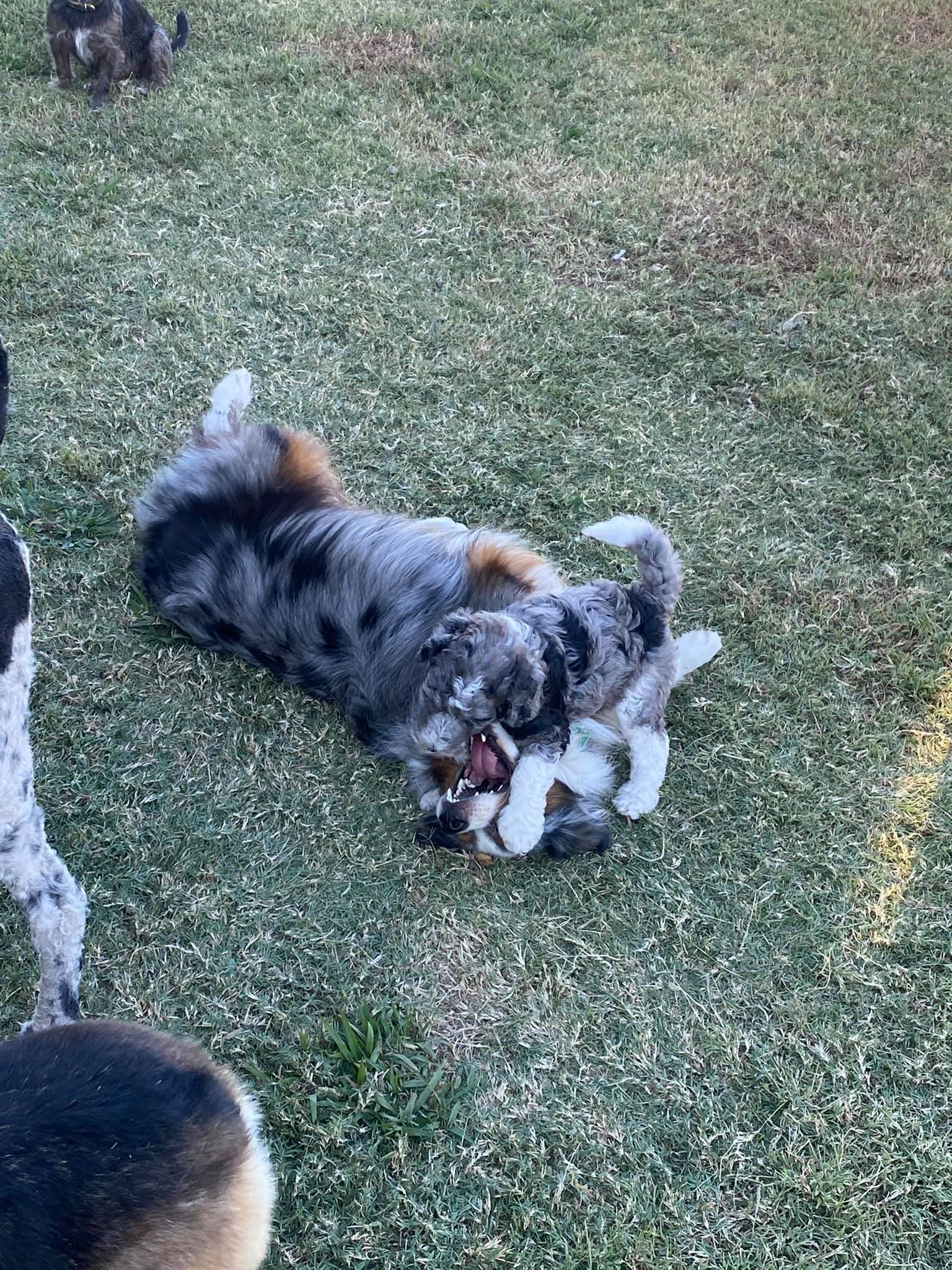 Two dogs playing and wrestling on a grassy field, with other dogs visible in the background.