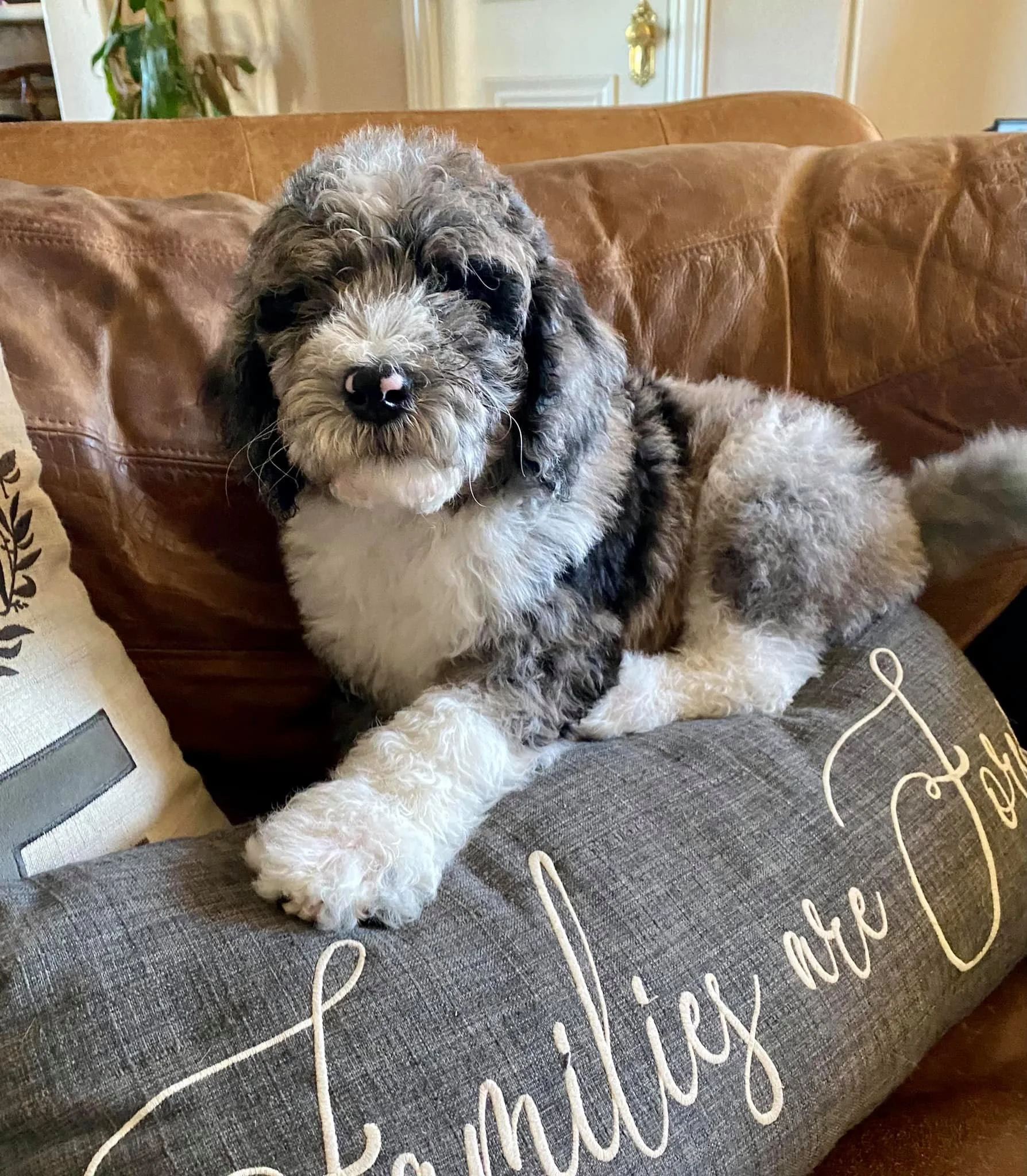 A fluffy, black and white puppy sitting on a decorative pillow that reads "Luxury Life" in cursive. The puppy is on a leather couch in a cozy living room.