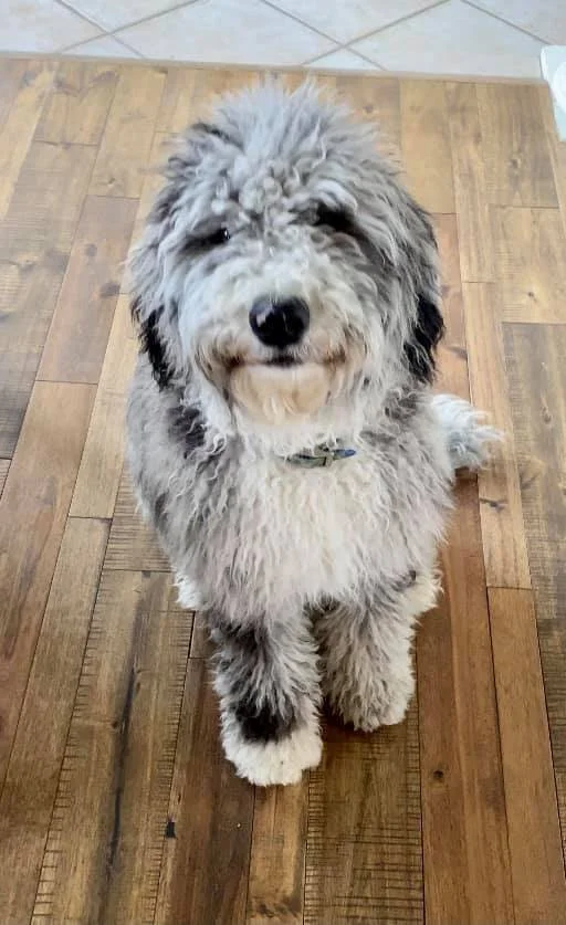 A fluffy, curly-haired dog sitting on a wooden floor, looking at the camera with a happy expression.