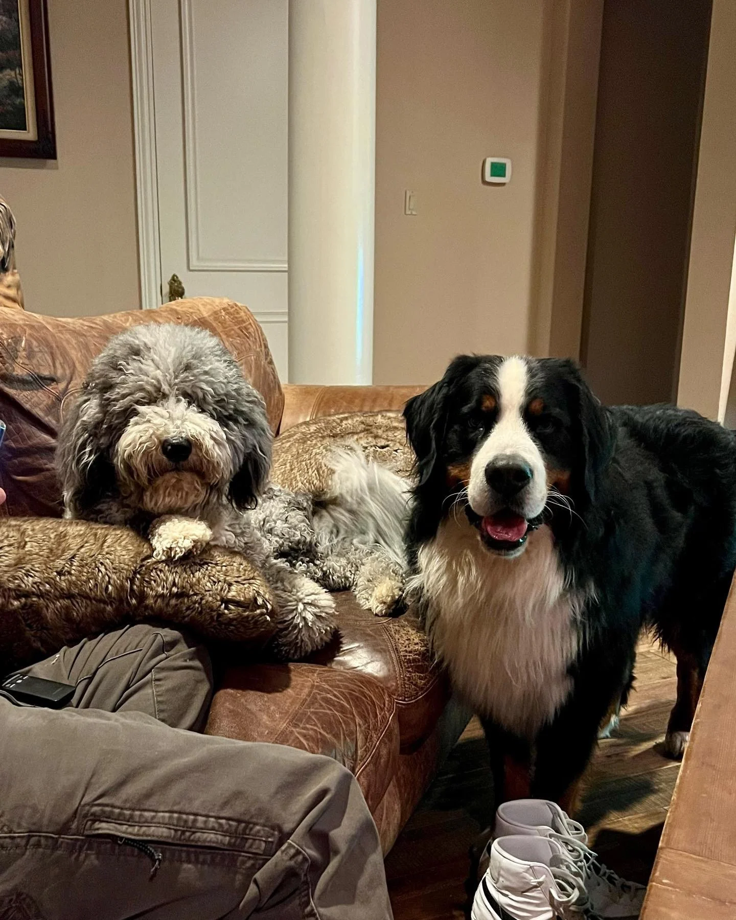 Two dogs, one fluffy gray and white with curly fur and one black and white with a happy face, sitting on a leather couch in a living room.