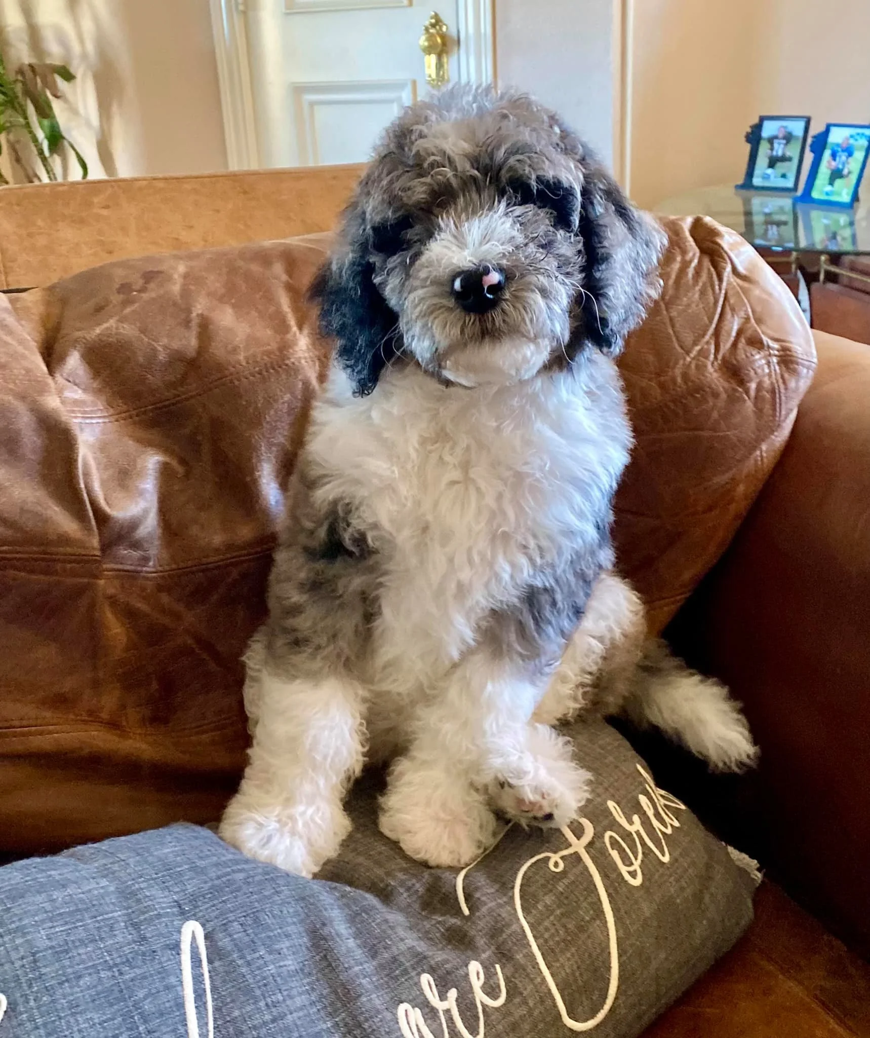 A fluffy puppy with black and white fur sitting on a gray decorative pillow with white writing, on a brown leather sofa.