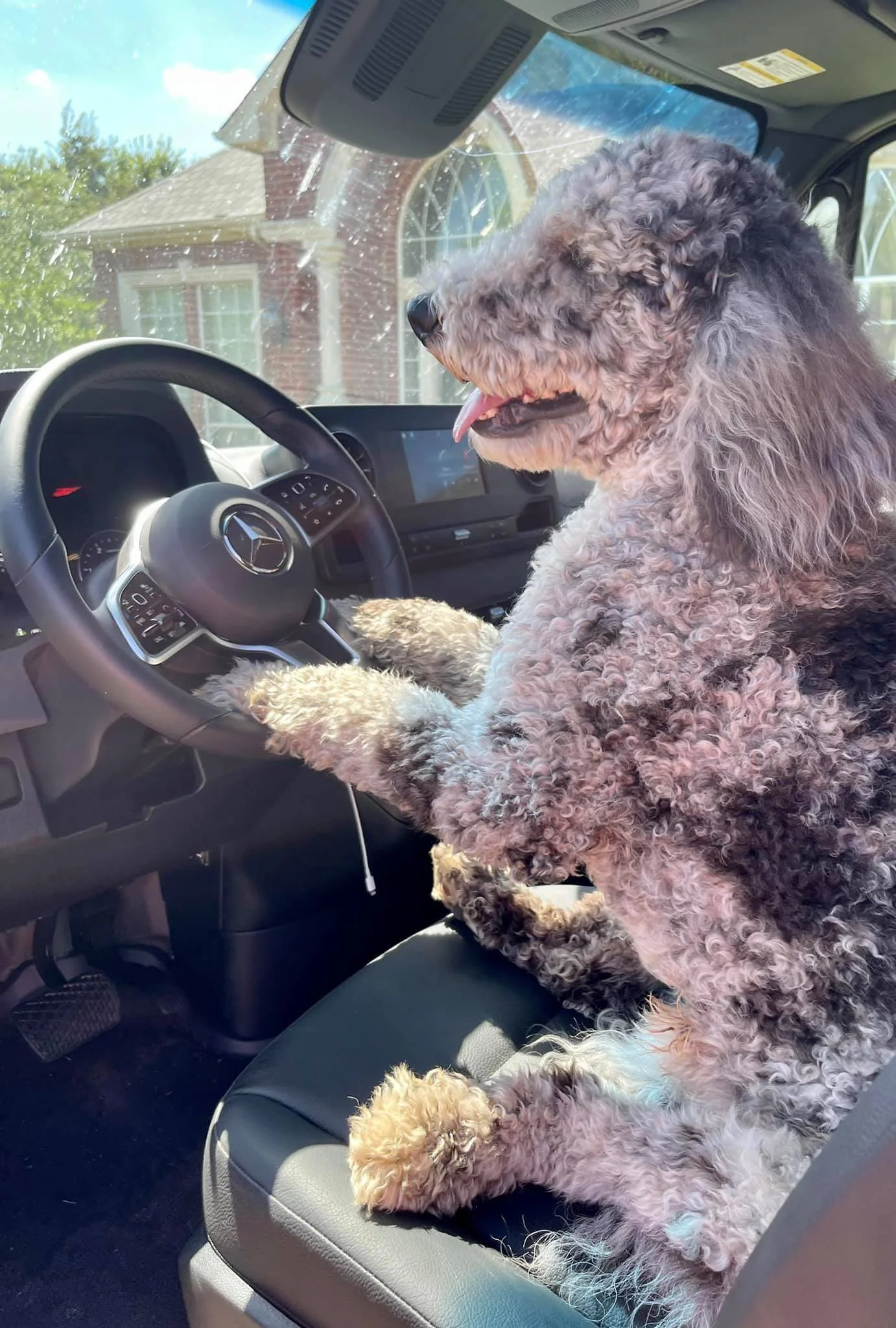 A curly-haired dog with a light gray and white coat sitting in the driver's seat of a car, holding the steering wheel with paws, with house and trees visible through the windshield.