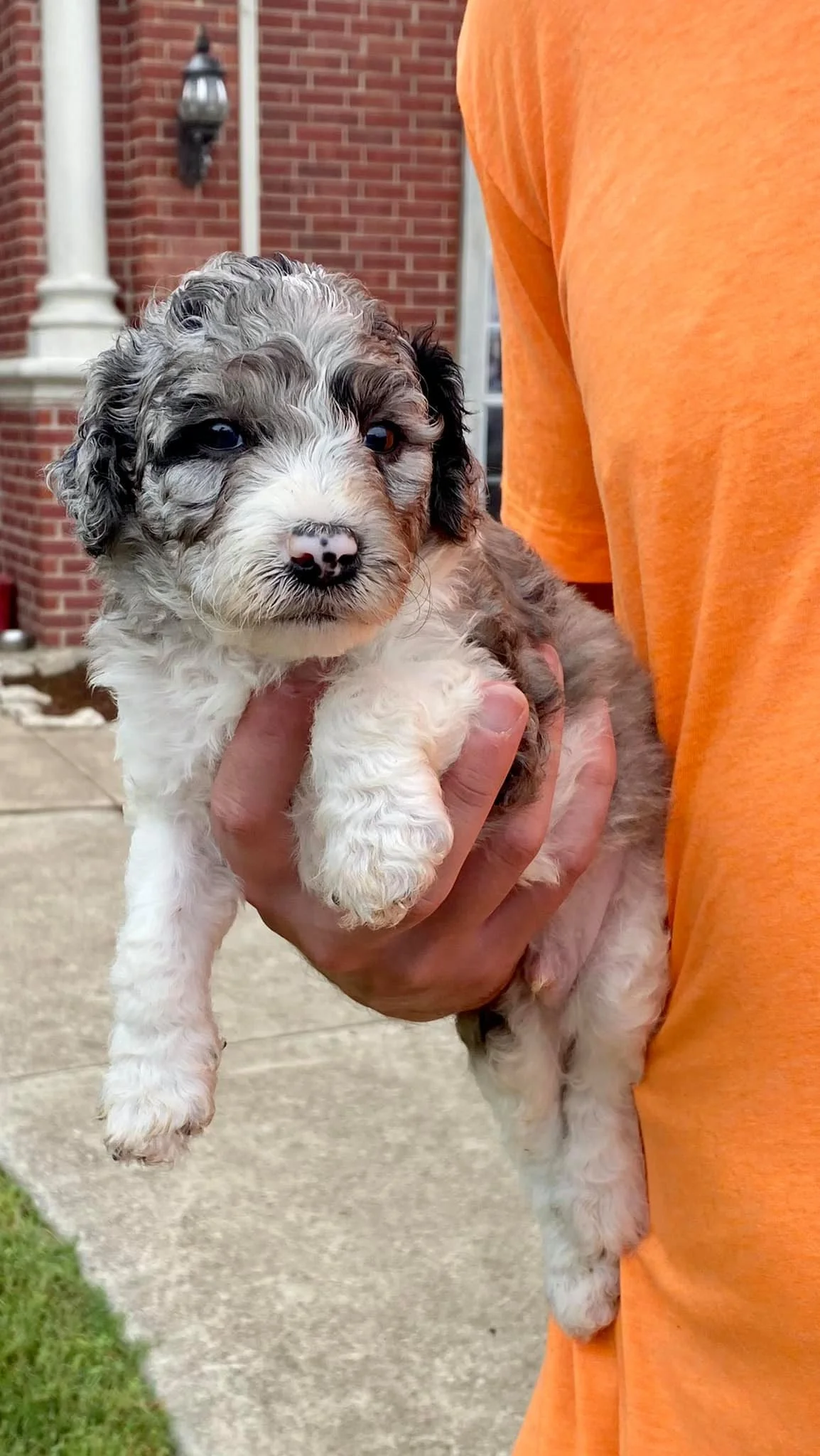 Person holding an adorable, small curly-haired puppy with black, gray, white, and brown fur, in front of a brick building.