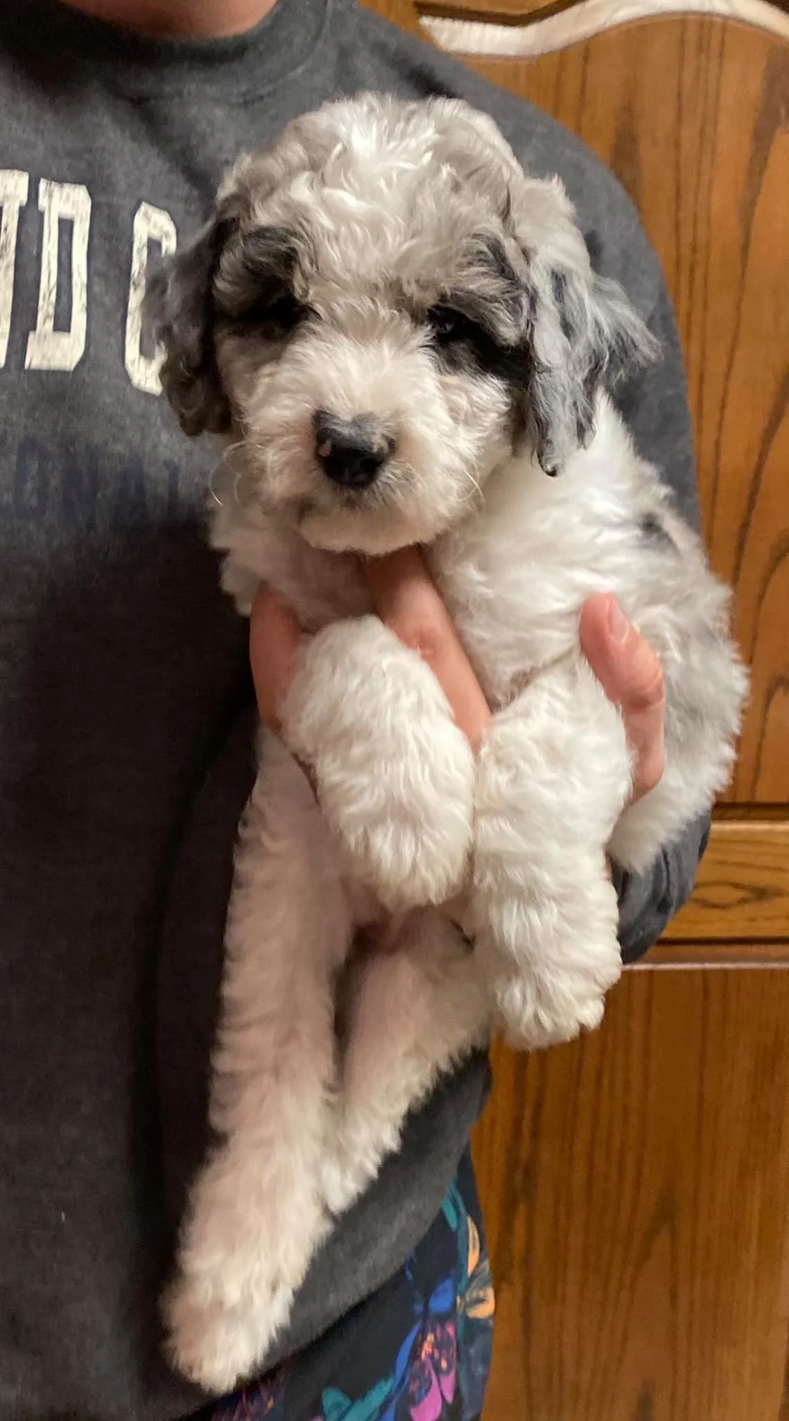 A person holding a fluffy, curly-haired puppy with a black and gray nose and predominantly white fur with gray and black markings.