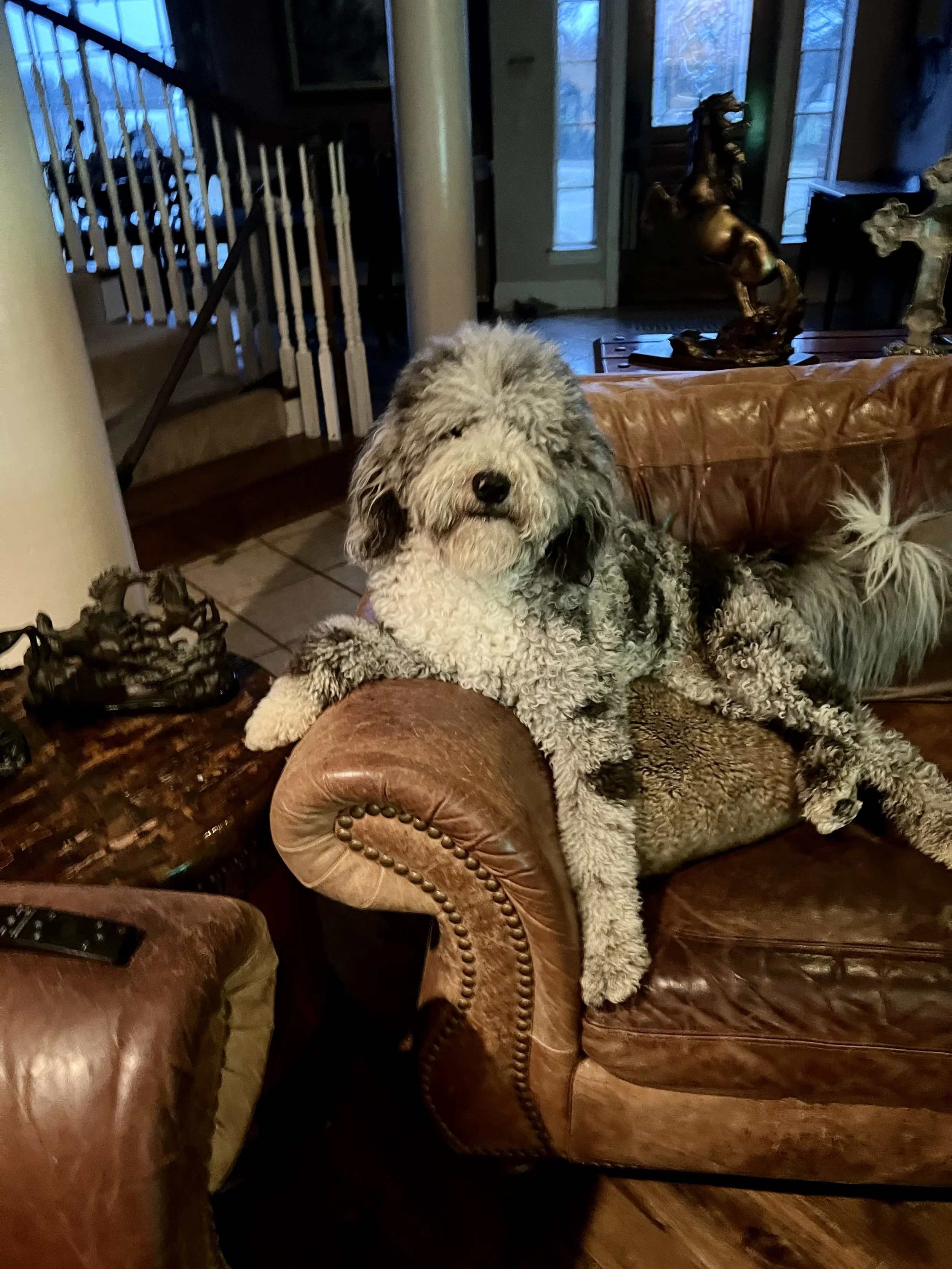A fluffy, curly-haired dog with a mix of gray, black, and white fur relaxing on a brown leather couch inside a living room. The dog rests its front paws on the armrest and looks toward the camera.