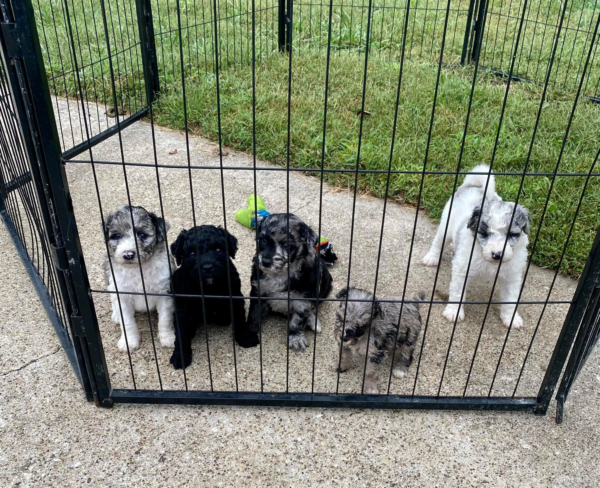 Six puppies inside a black metal fenced enclosure on concrete, with grass outside. The puppies are of different colors including black, white, and gray, with some having mixed coats. One puppy has a green toy nearby.