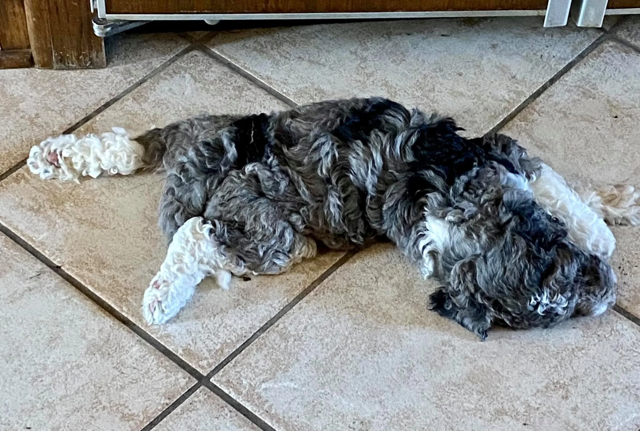 A fluffy black, white, and gray puppy lying on a tiled floor.
