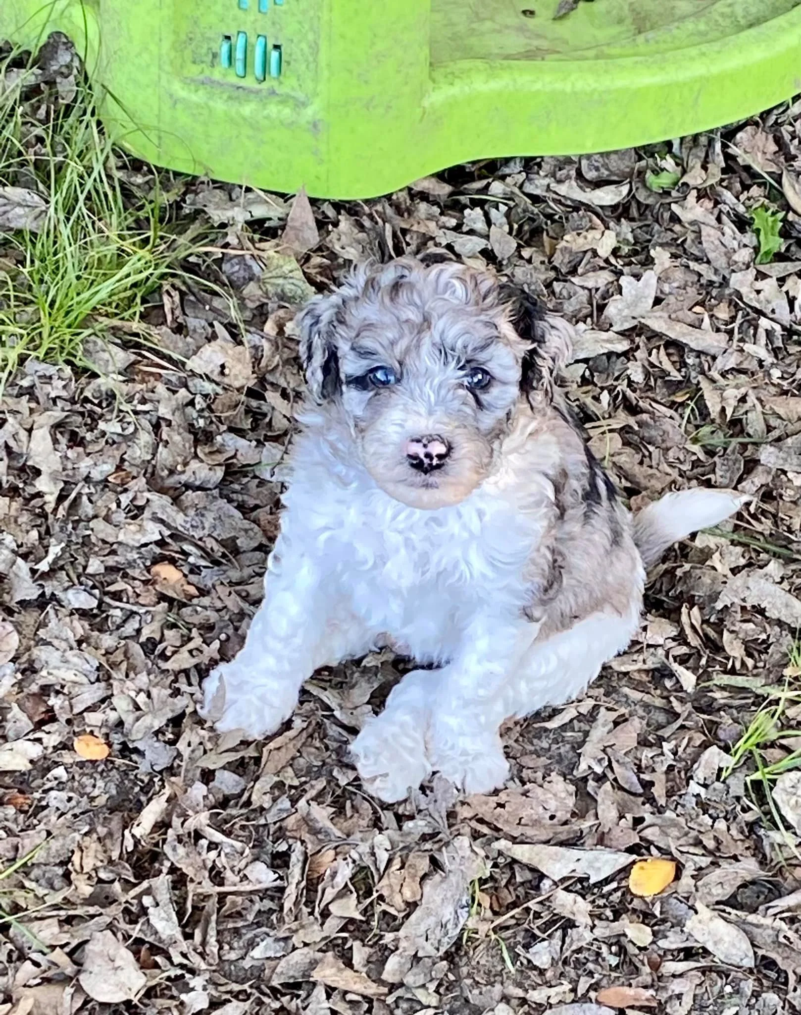 A small, curly-haired puppy with blue eyes sitting on brown fallen leaves with a green object in the background.