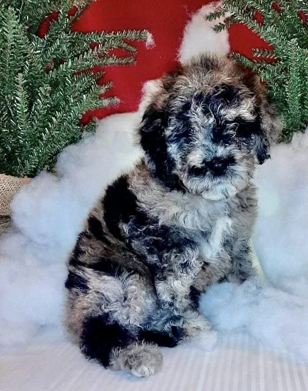 A fluffy gray and black puppy sitting on a white surface with cotton-like material, surrounded by green pine branches, and a red background, suggesting a Christmas or holiday setting.