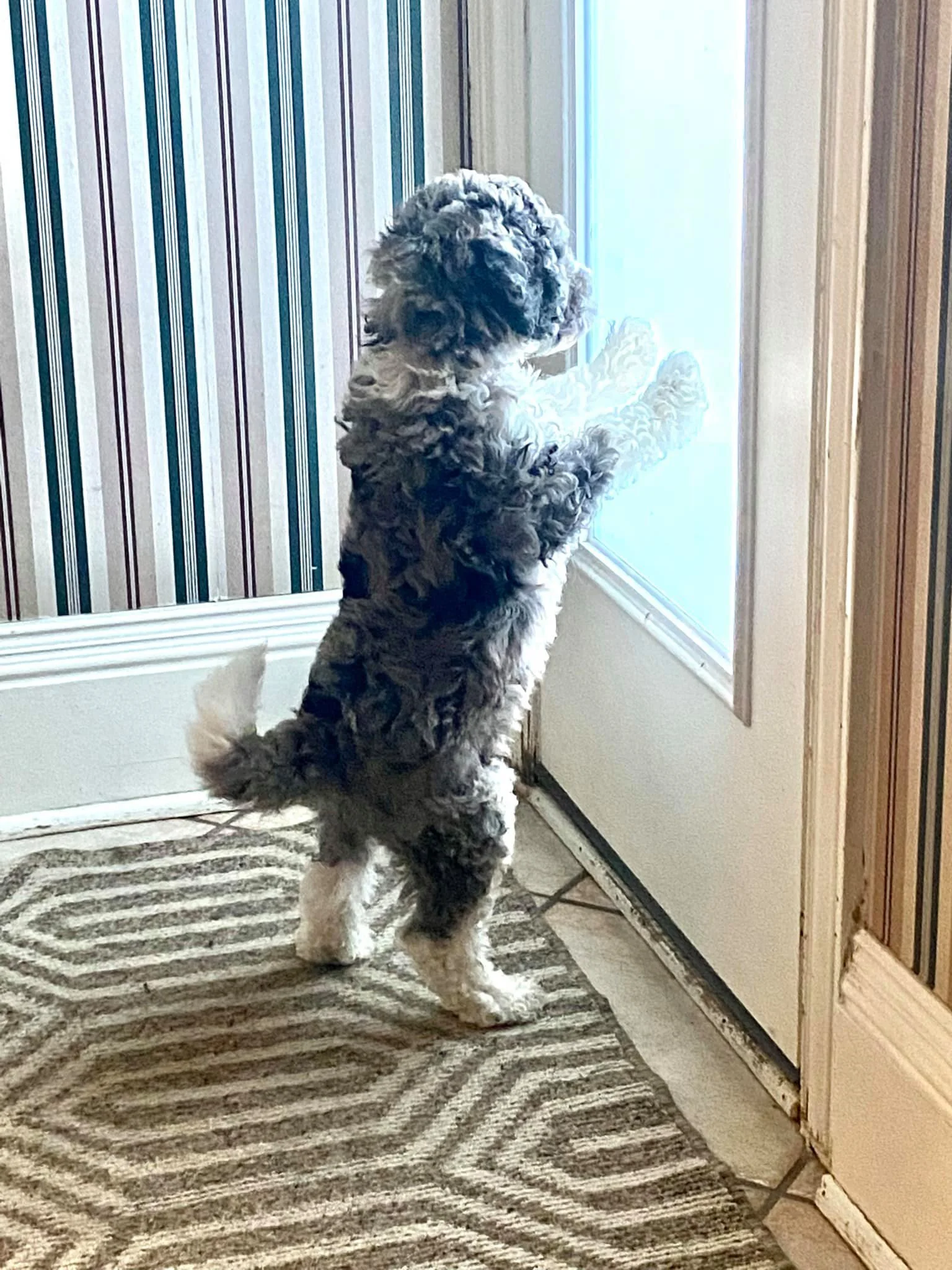 A fluffy puppy standing on its hind legs, looking out a glass door.