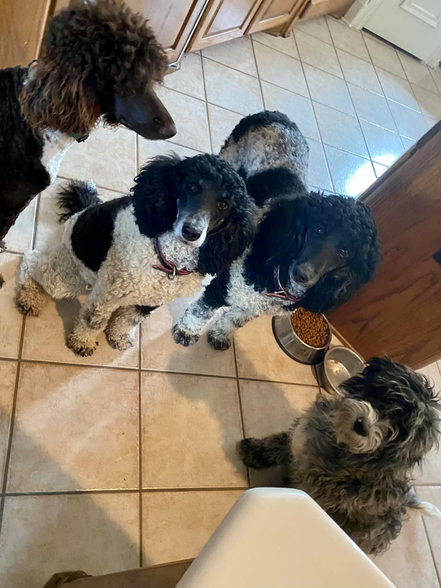 Five poodles gathered in a kitchen area, sitting on a beige tiled floor next to two metal bowls filled with dog food, looking up.