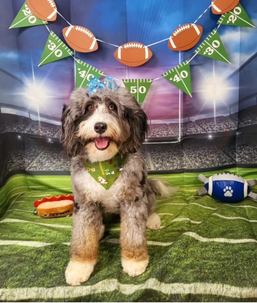 A cute puppy with fluffy black, white, and gray fur sitting on a green turf with a decorated backdrop featuring football-themed banners and stadium lights. The puppy wears a blue bow with white polka dots and a green bandana with colorful holiday-the