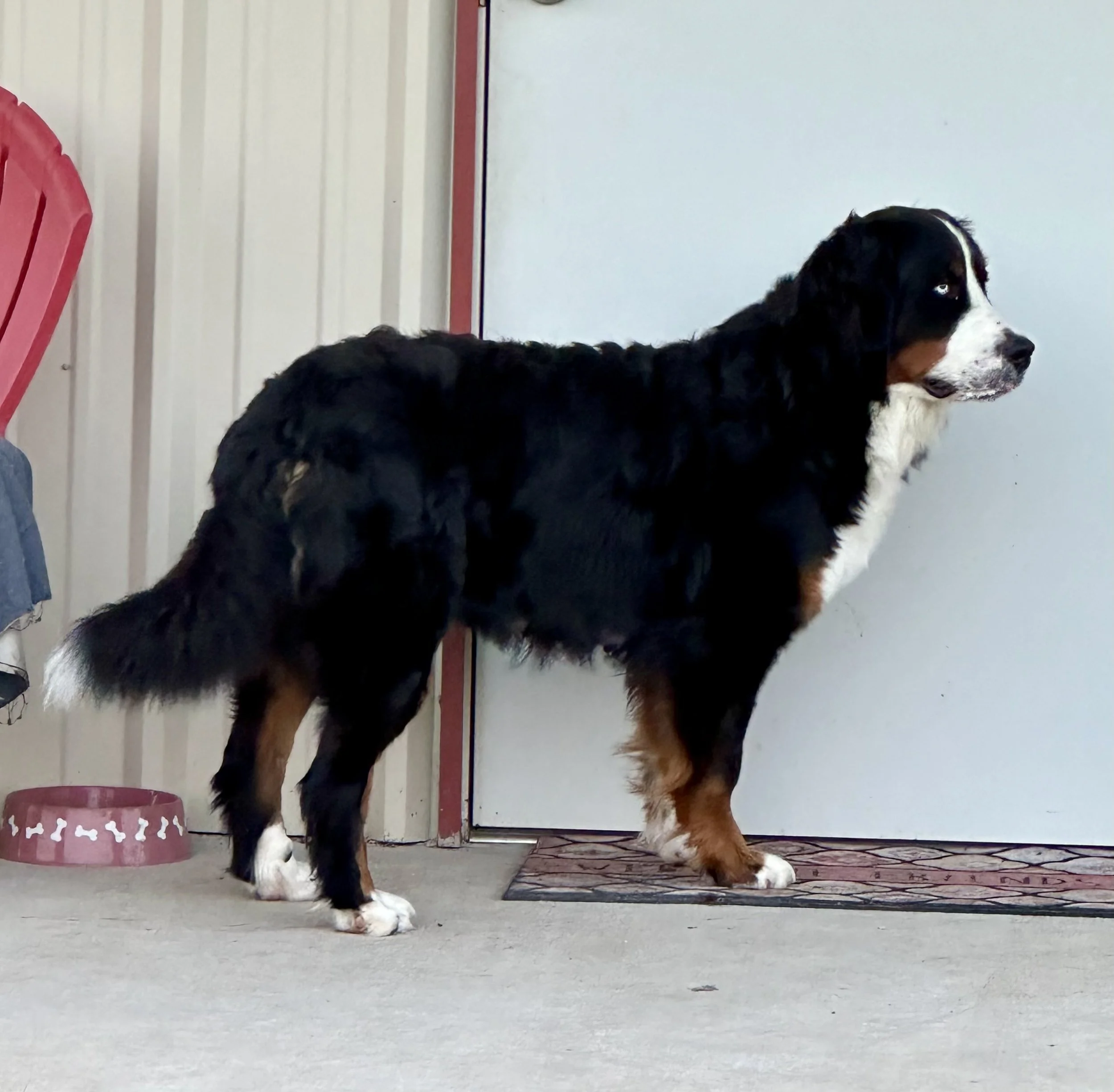 A Bernese Mountain Dog standing on a porch near a white door and a pink food bowl with bone designs.