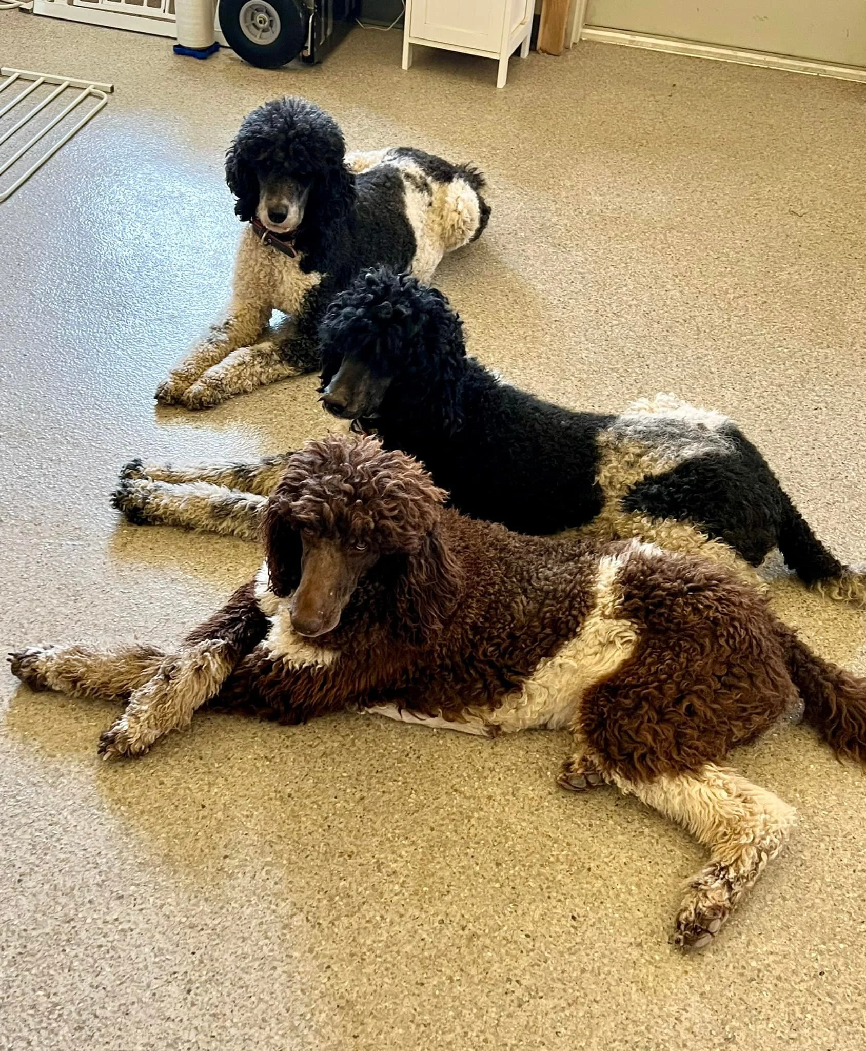 Three dogs lying on a beige carpeted floor indoors, with a white cabinet and other objects in the background.