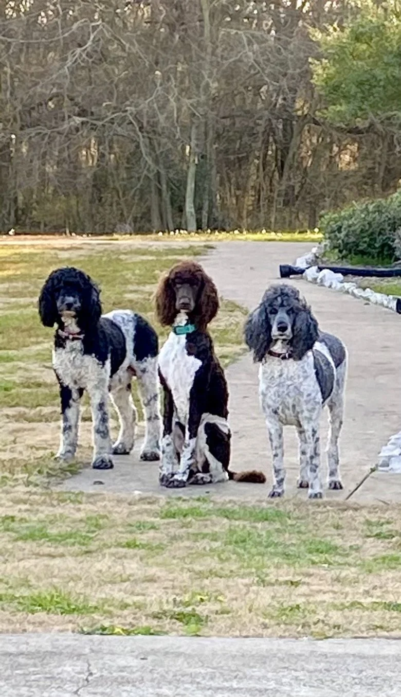 Three English Springer Spaniel dogs sitting on a trail in a park with trees in the background.