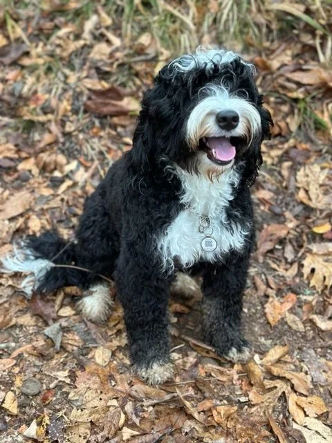 A happy black and white dog with curly fur sitting on fallen leaves in a wooded area.