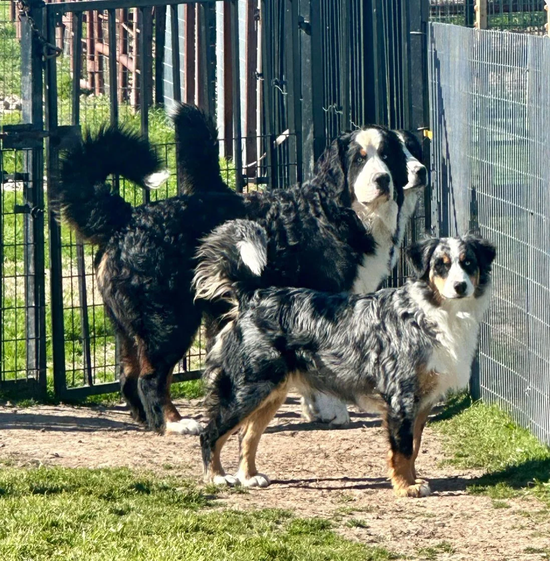 Three Bernese Mountain Dogs standing inside a fenced outdoor area with grass and dirt ground.
