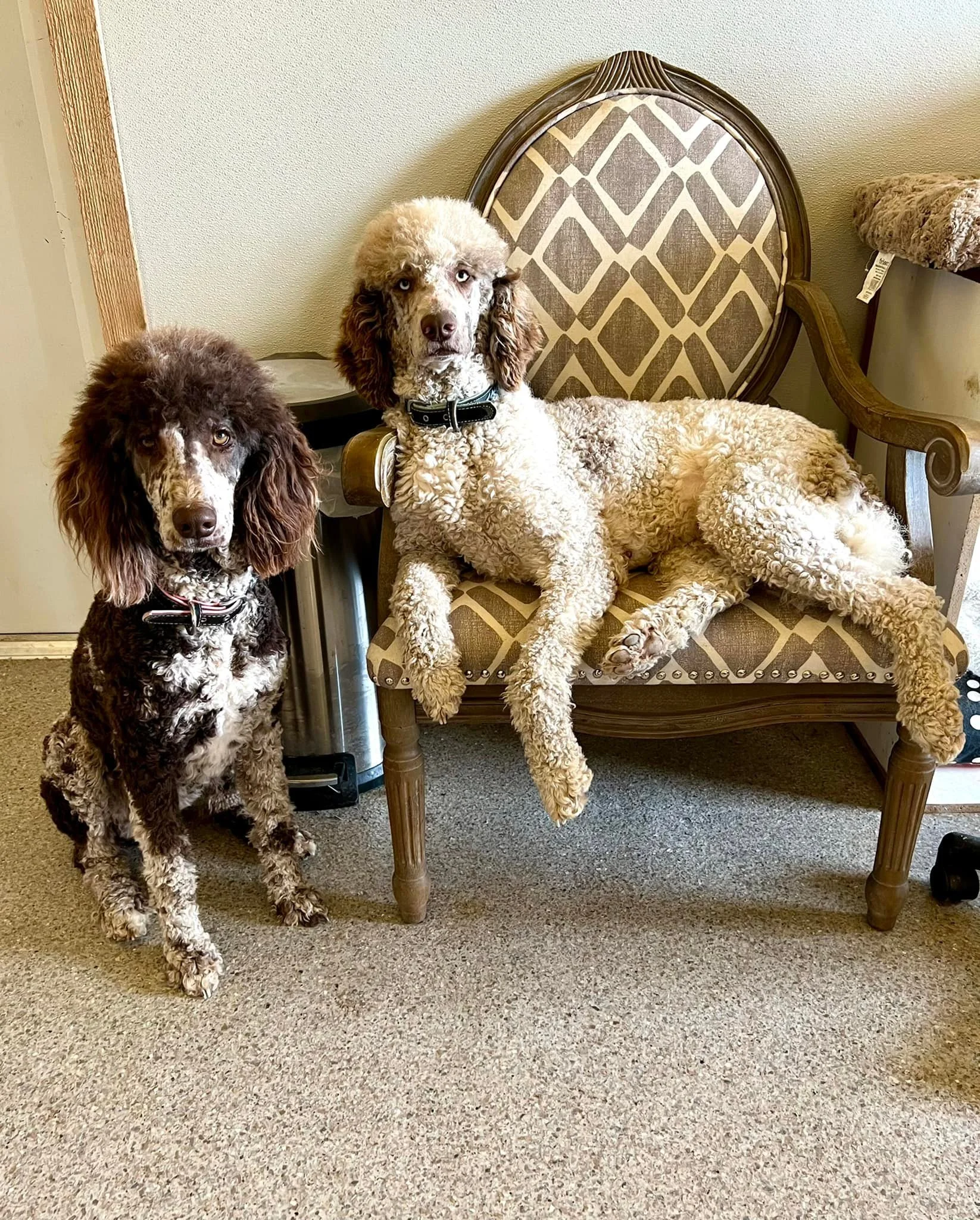 Two dogs, a poodle sitting on the floor and a larger poodle lying on a vintage style chair, indoors on a carpeted floor.