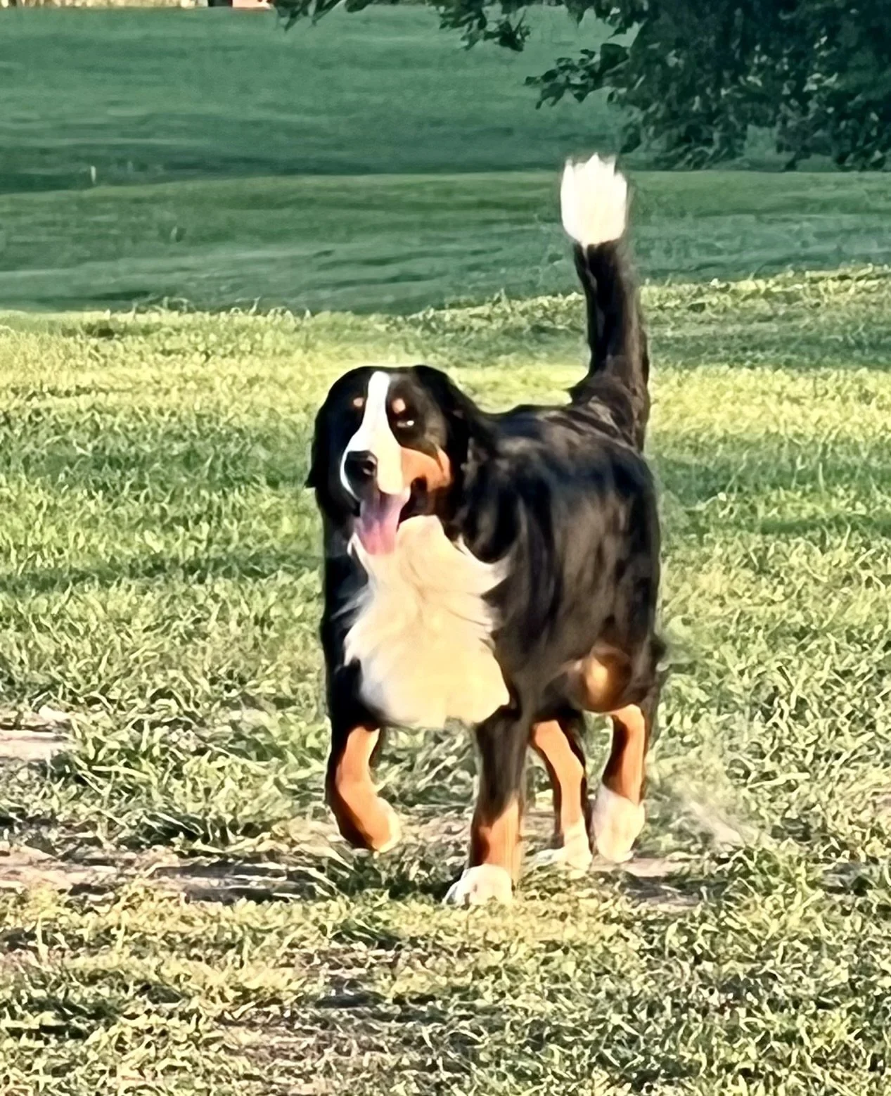 A happy Bernese Mountain Dog walking on grass with its mouth open and tail raised.