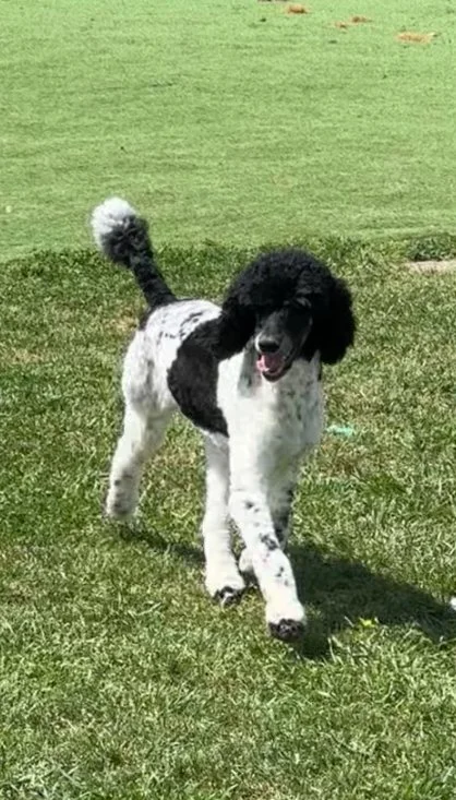 A black and white poodle playing on a grassy field.