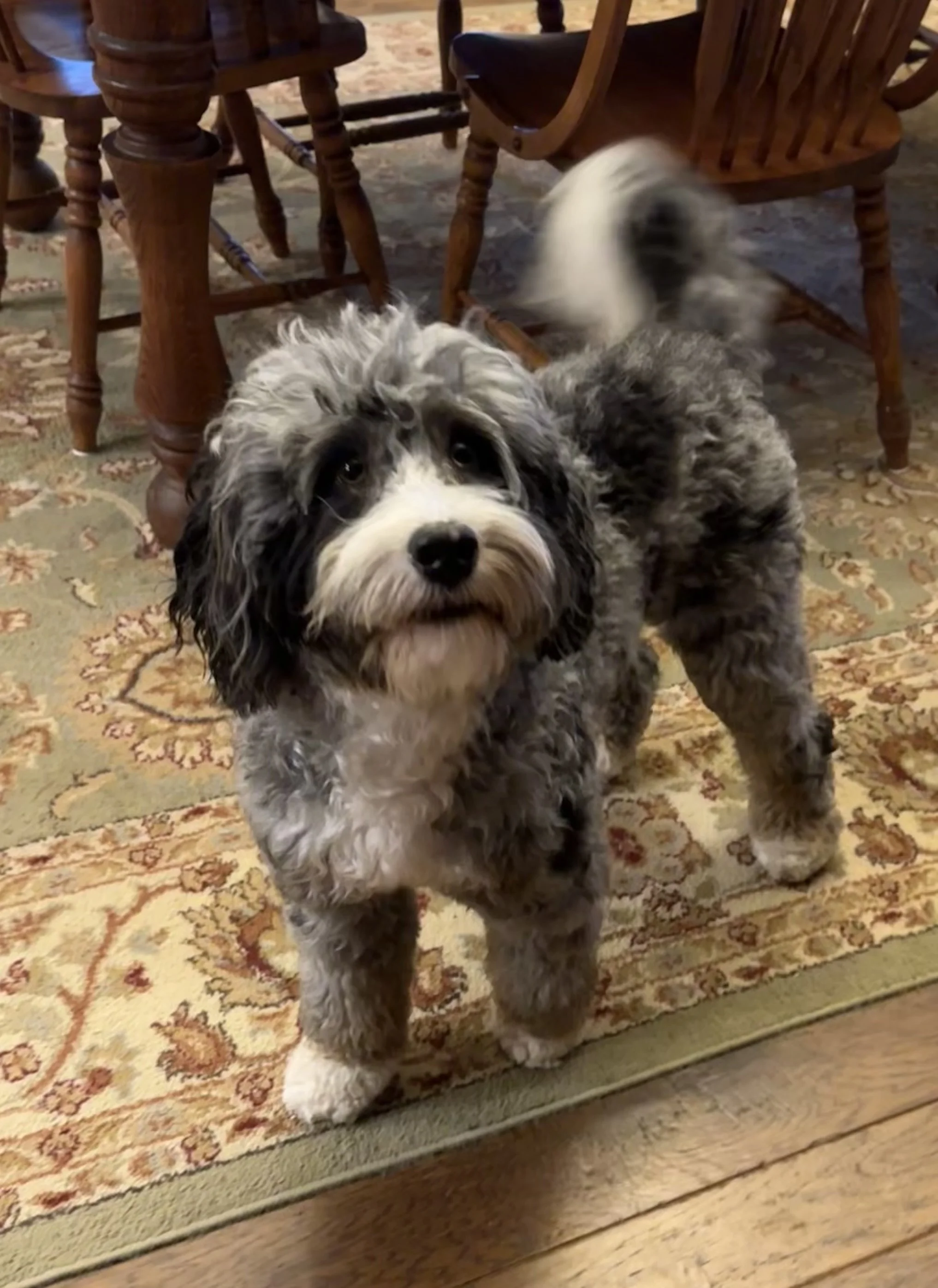 A fluffy black, white, and gray puppy standing on a decorative rug in a dining room with wooden furniture.