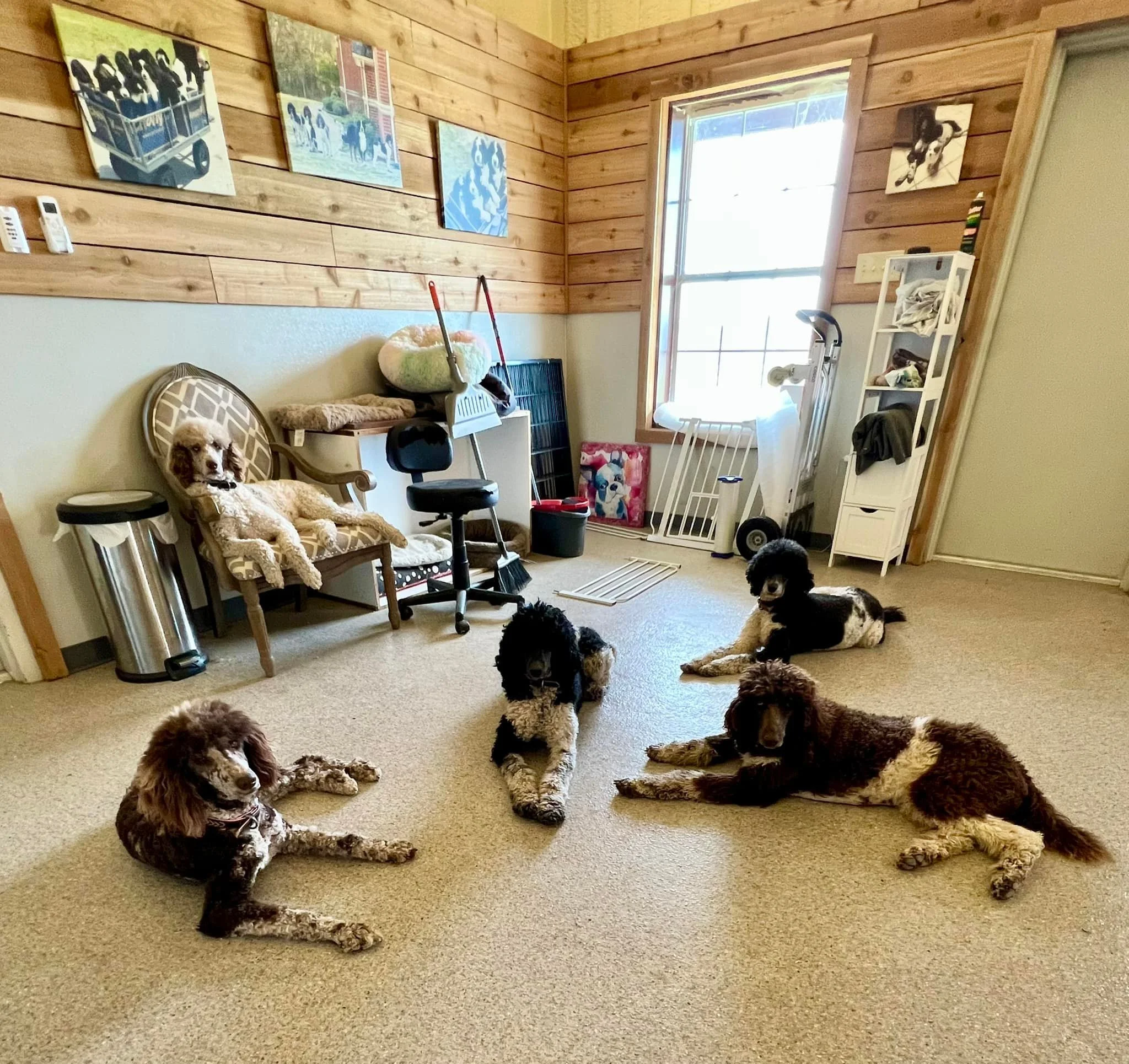 Four puppies lying on a beige carpet in a room with wood-paneled walls, a window, and various dog-related items.