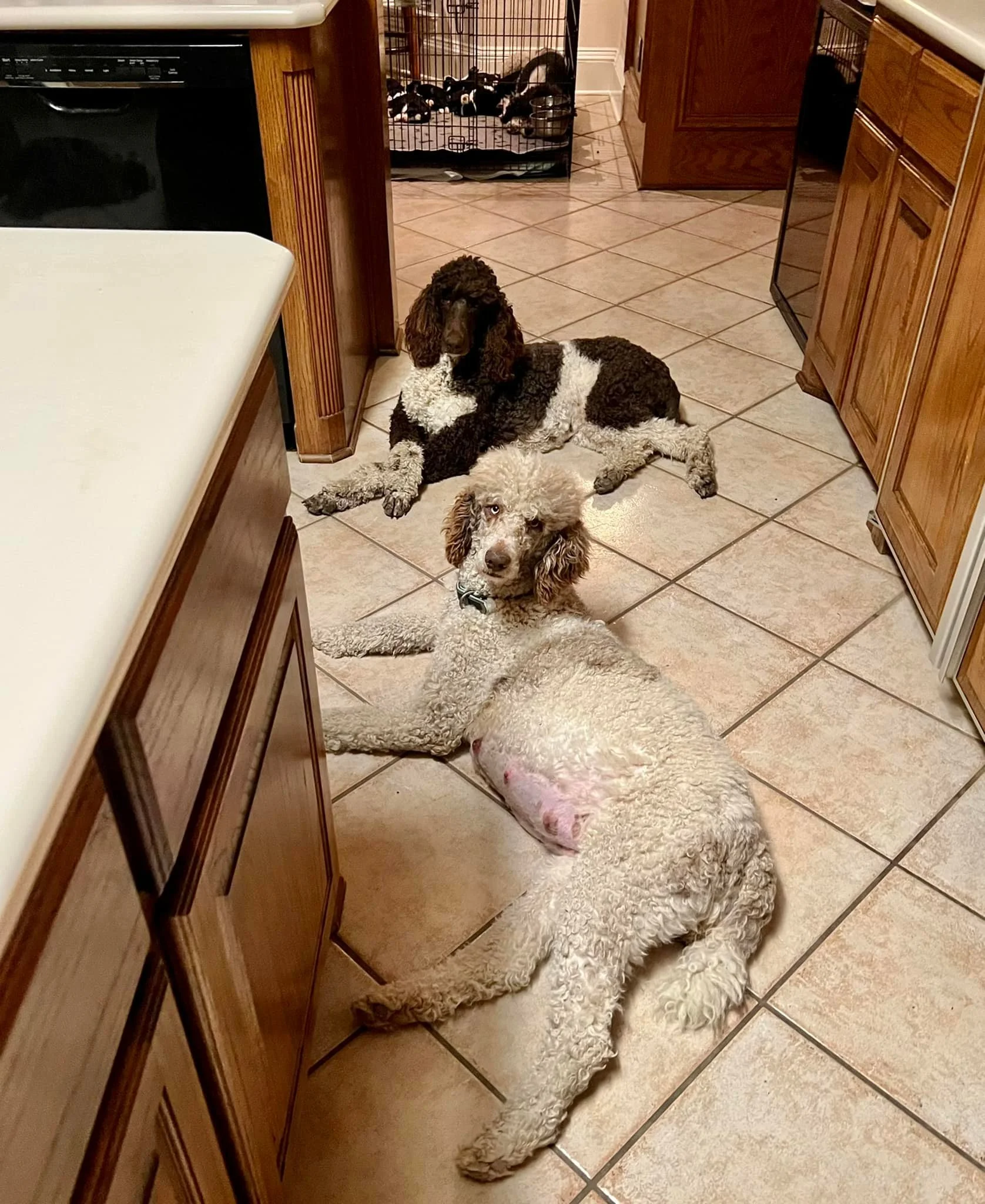 Three dogs lying on a tiled kitchen floor. A large cream curly-haired dog in the foreground, a cream and brown dog with a poodle appearance in the middle, and a brown and white spaniel-style dog in the background.