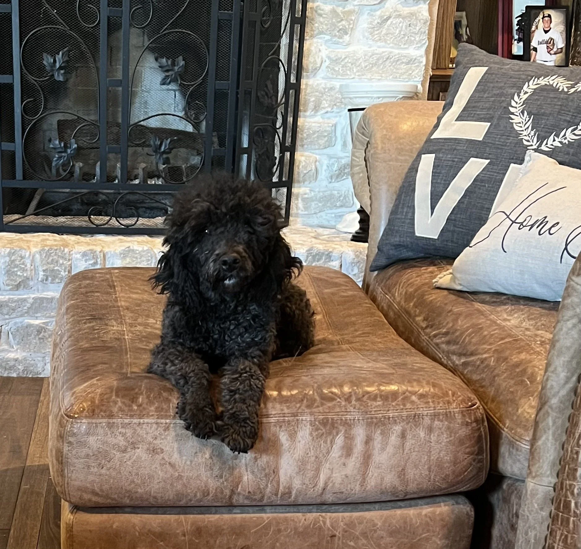 A black, curly-haired puppy sitting on a brown leather ottoman in a cozy living room. Behind the puppy, there are decorative pillows on a beige couch, including one with the word 'LOVE' and another with the word 'Home.' A stone fireplace with a black