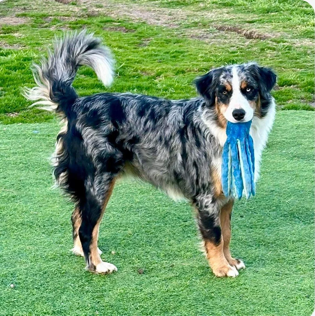 A dog with a merle coat pattern holding a blue toy in its mouth, standing on green grass.