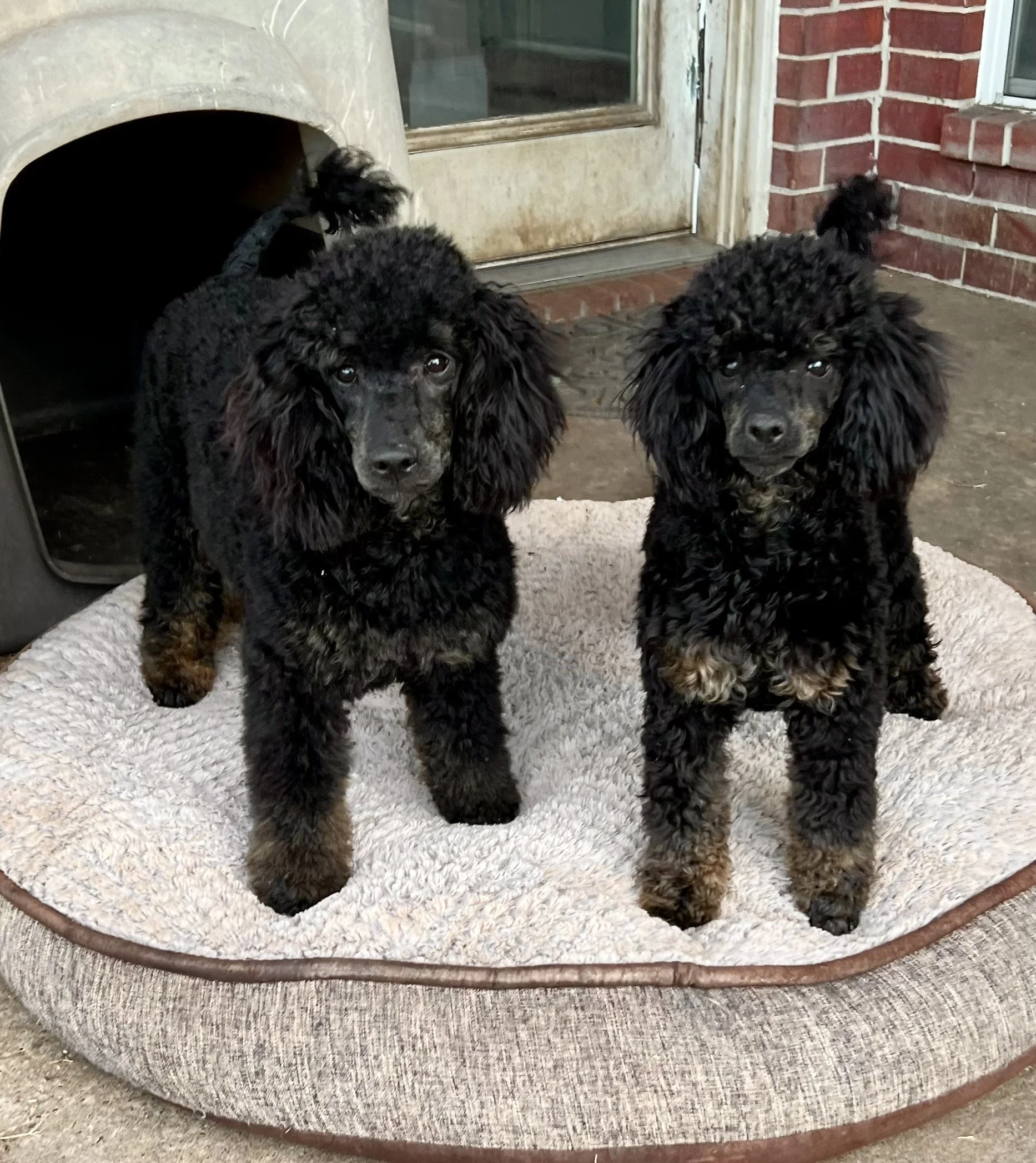 Two black curly-haired puppies standing on a padded dog bed outside near a brick wall and a glass door.