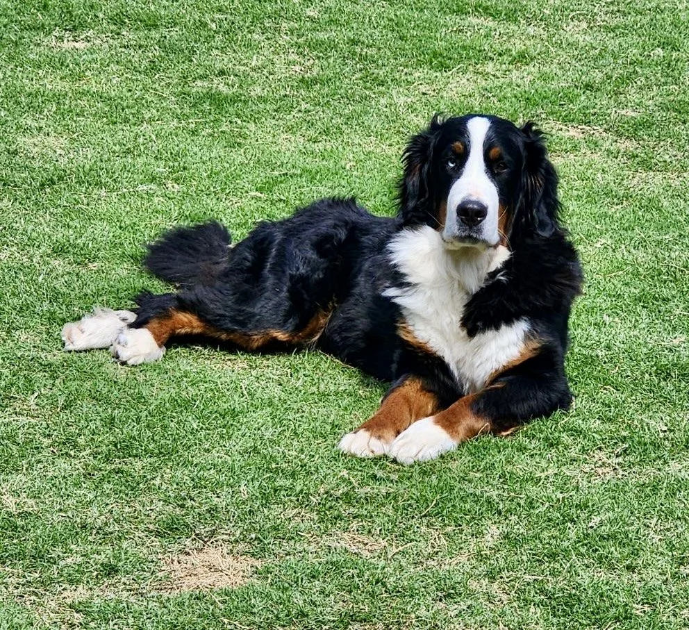 A Bernese Mountain Dog lying on green grass, looking directly at the camera