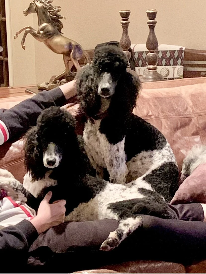 Two black and white spaniel dogs sitting on a pink sofa with a person petting one dog and another person with a hand on the other's shoulder in a living room. There are decorative candle holders and a horse statue in the background.