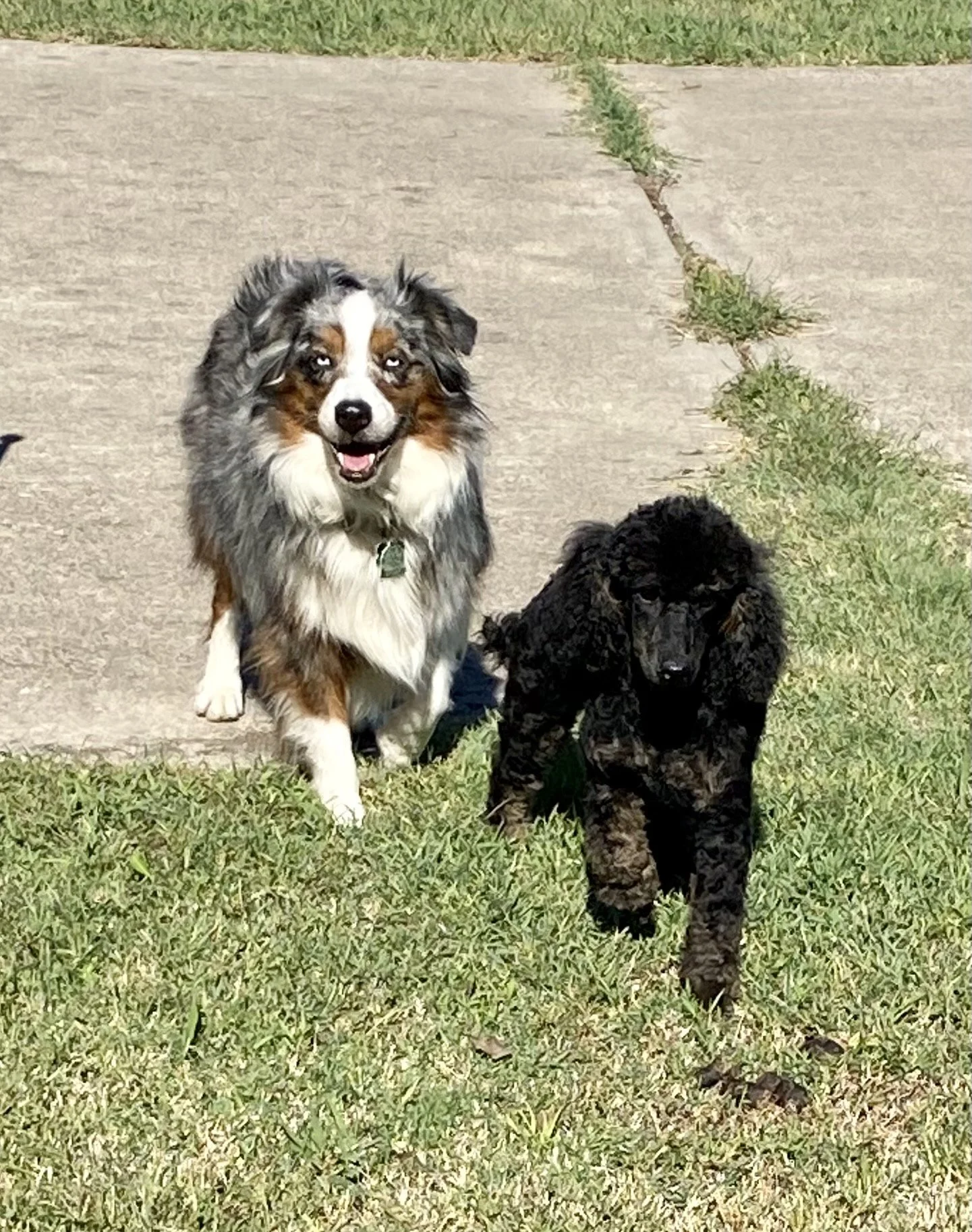 Two dogs, an Australian Shepherd and a black Poodle puppy, walking on a grassy area with a sidewalk in the background on a sunny day.