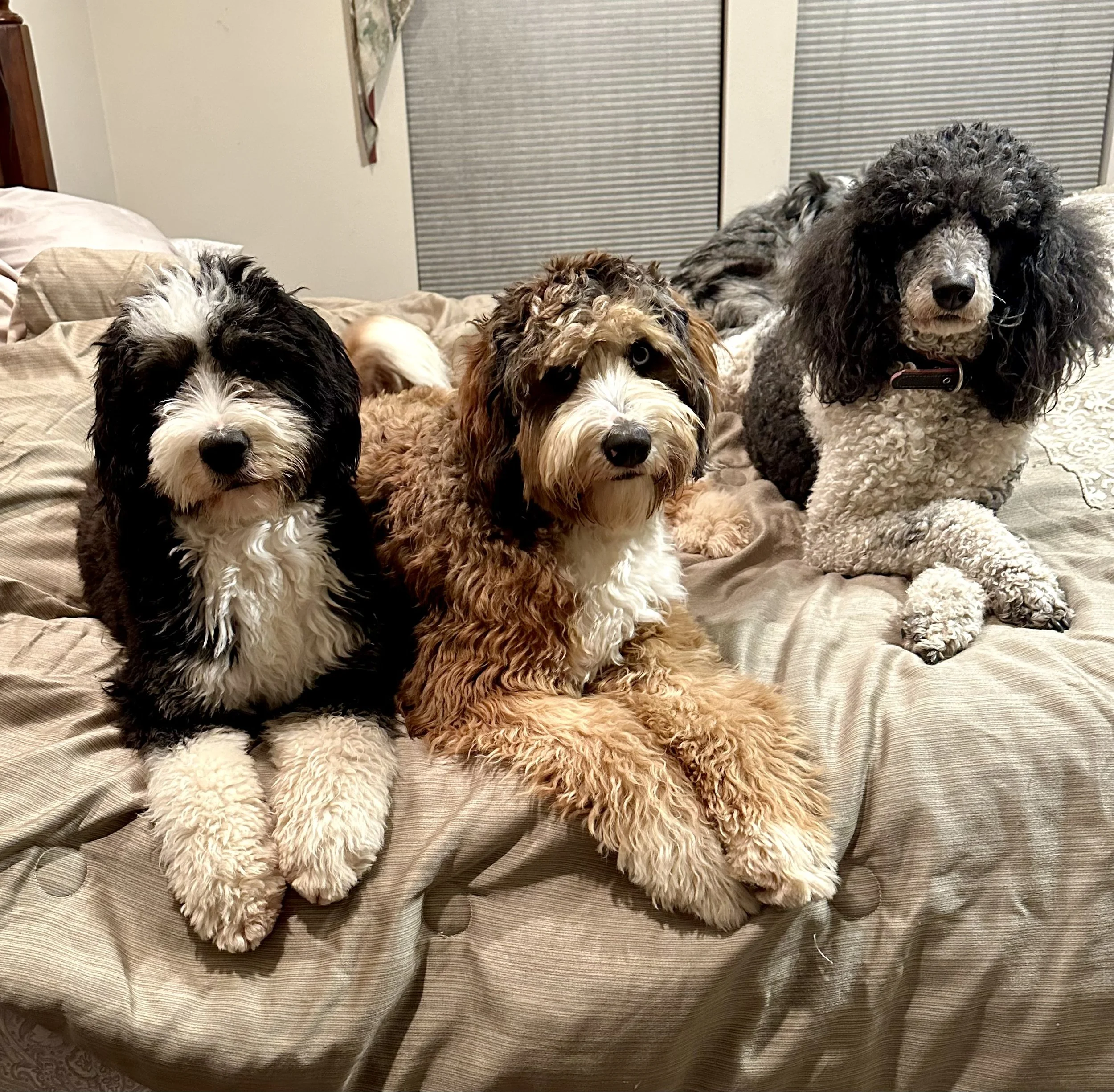Three fluffy dogs with curly fur lie on a beige bedspread in a bedroom, with two more dogs in the background, all looking at the camera.