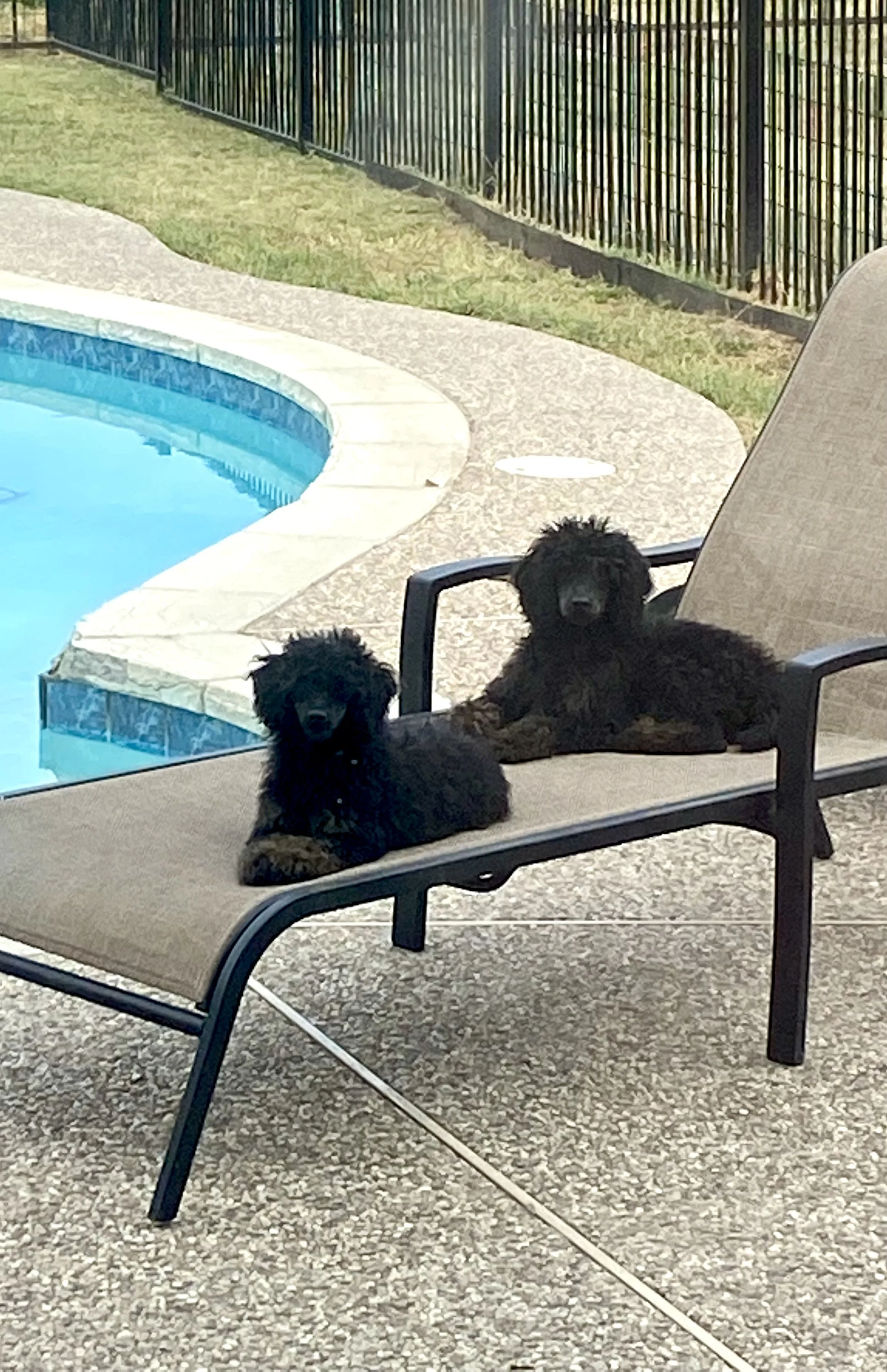 Two black puppies lying on a lounge chair near a swimming pool.