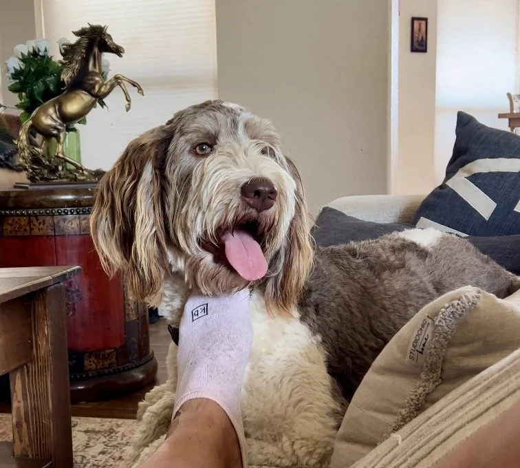 A happy, fluffy dog with brown and white fur, sitting on a couch with its tongue out. The dog is wearing a light purple sock on one paw. In the background, there is a decorative horse on a table and some pillows.