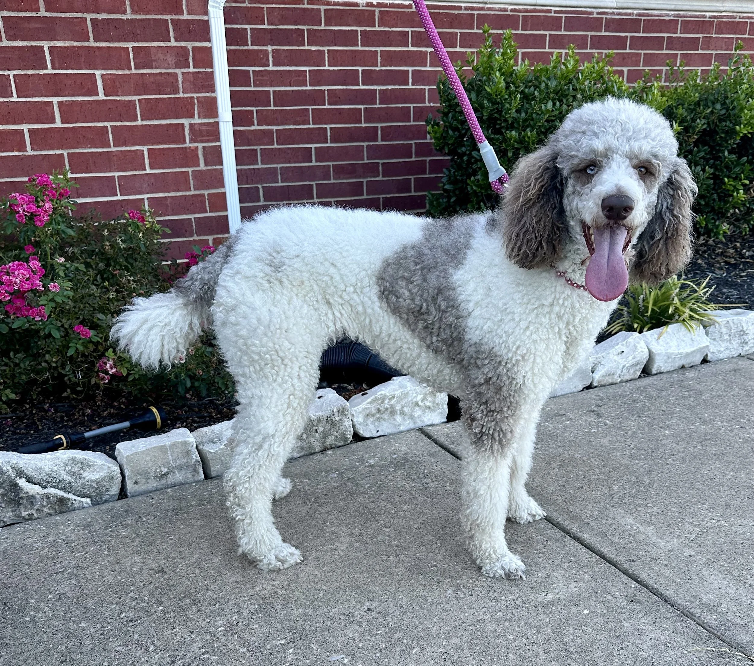 A fluffy dog with curly white and gray fur, hanging tongue, and cloudy blue eyes standing on a sidewalk next to a garden with pink flowers and green bushes, against a red brick wall.