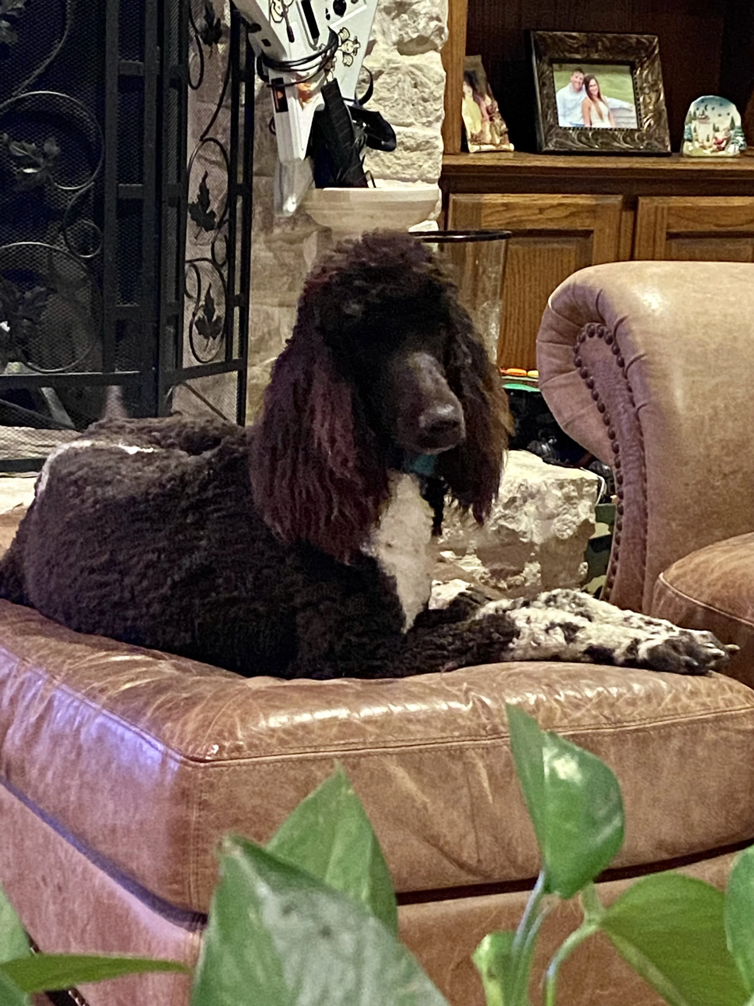 A black and white dog with curly ears lying on a brown leather cushion in a living room.